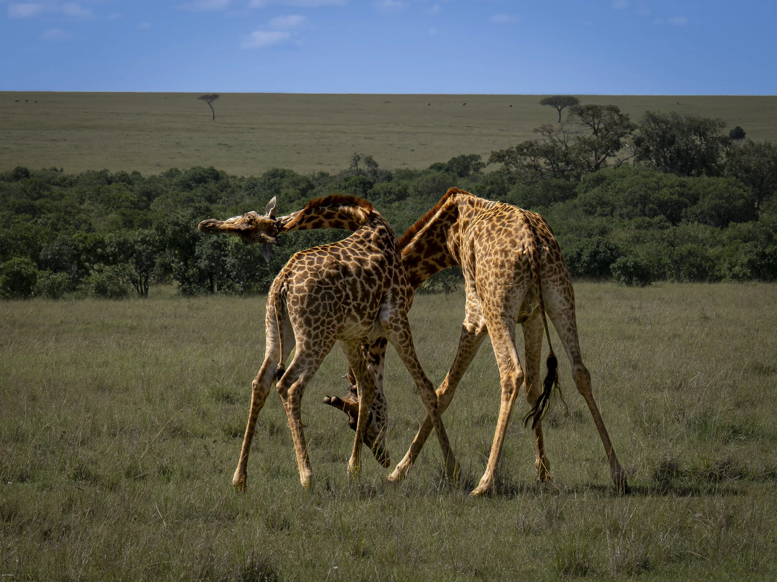 Sparring Giraffes, Masai Mara