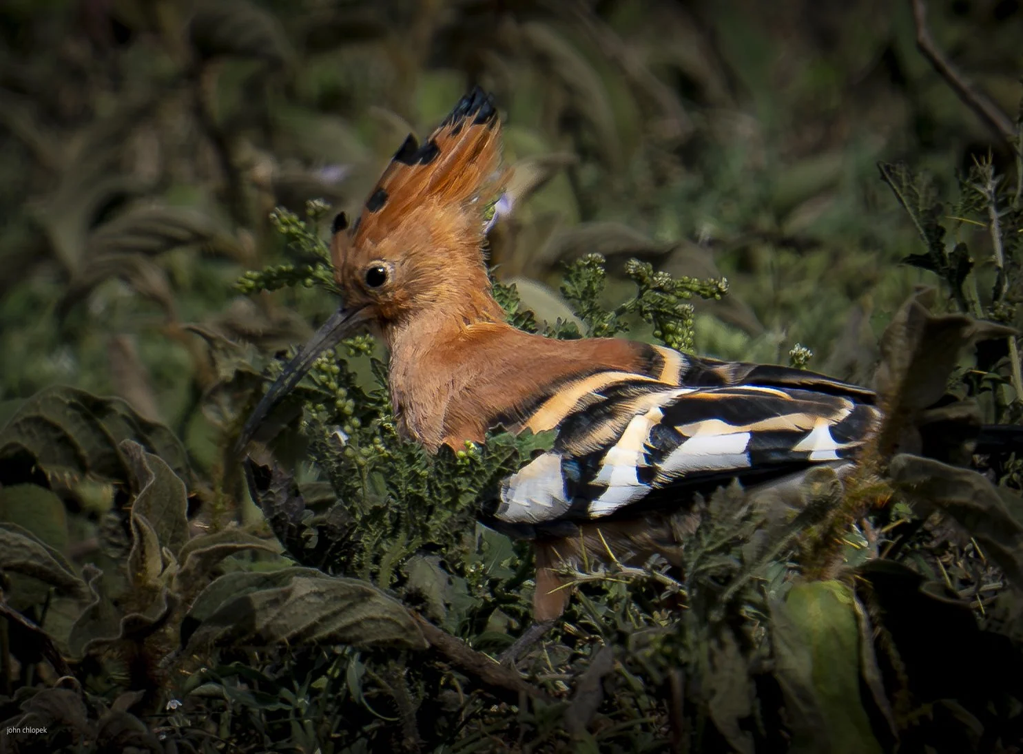 Hoopoe (Upupa epops), Serengeti