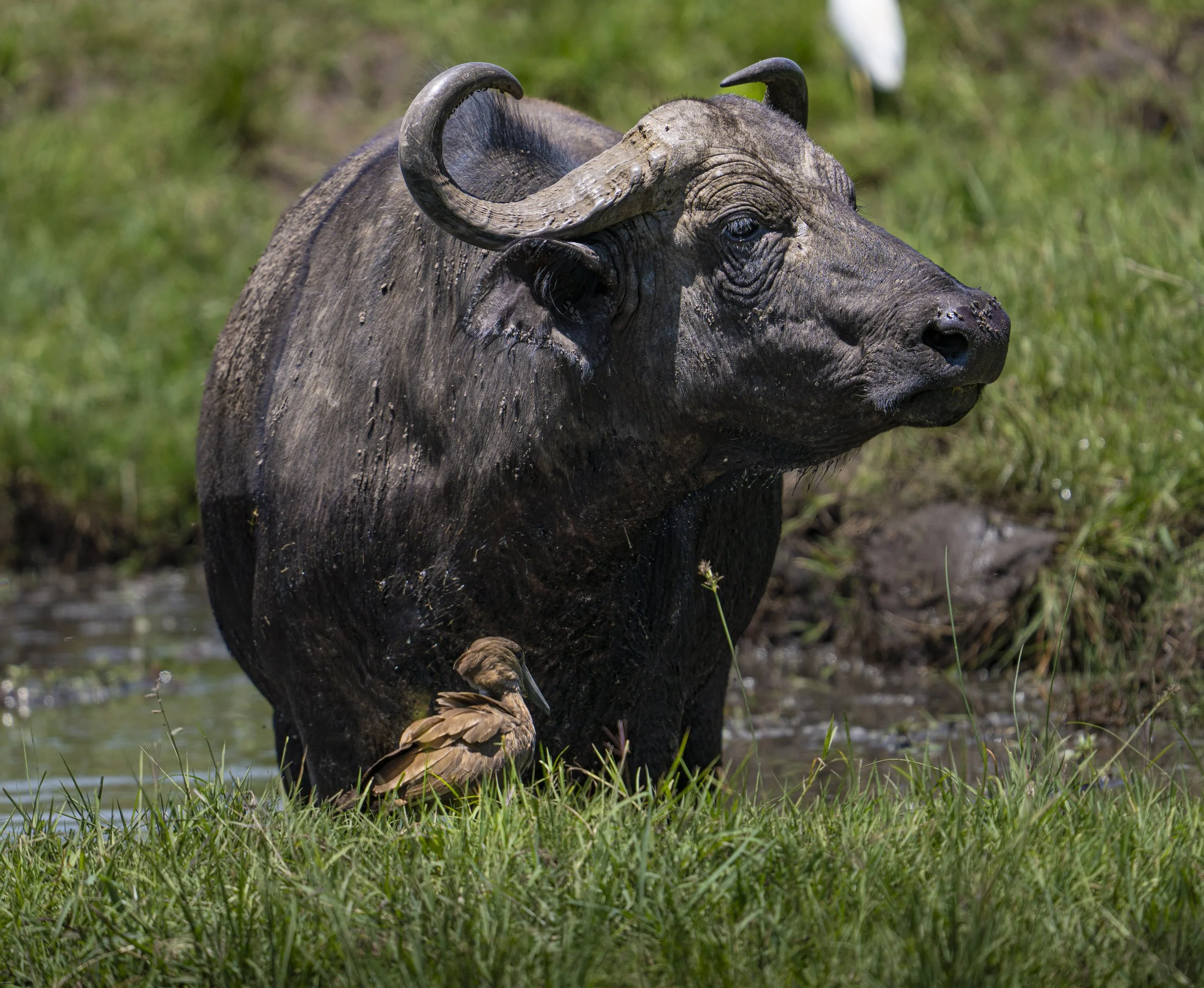 Buffalo and friend
