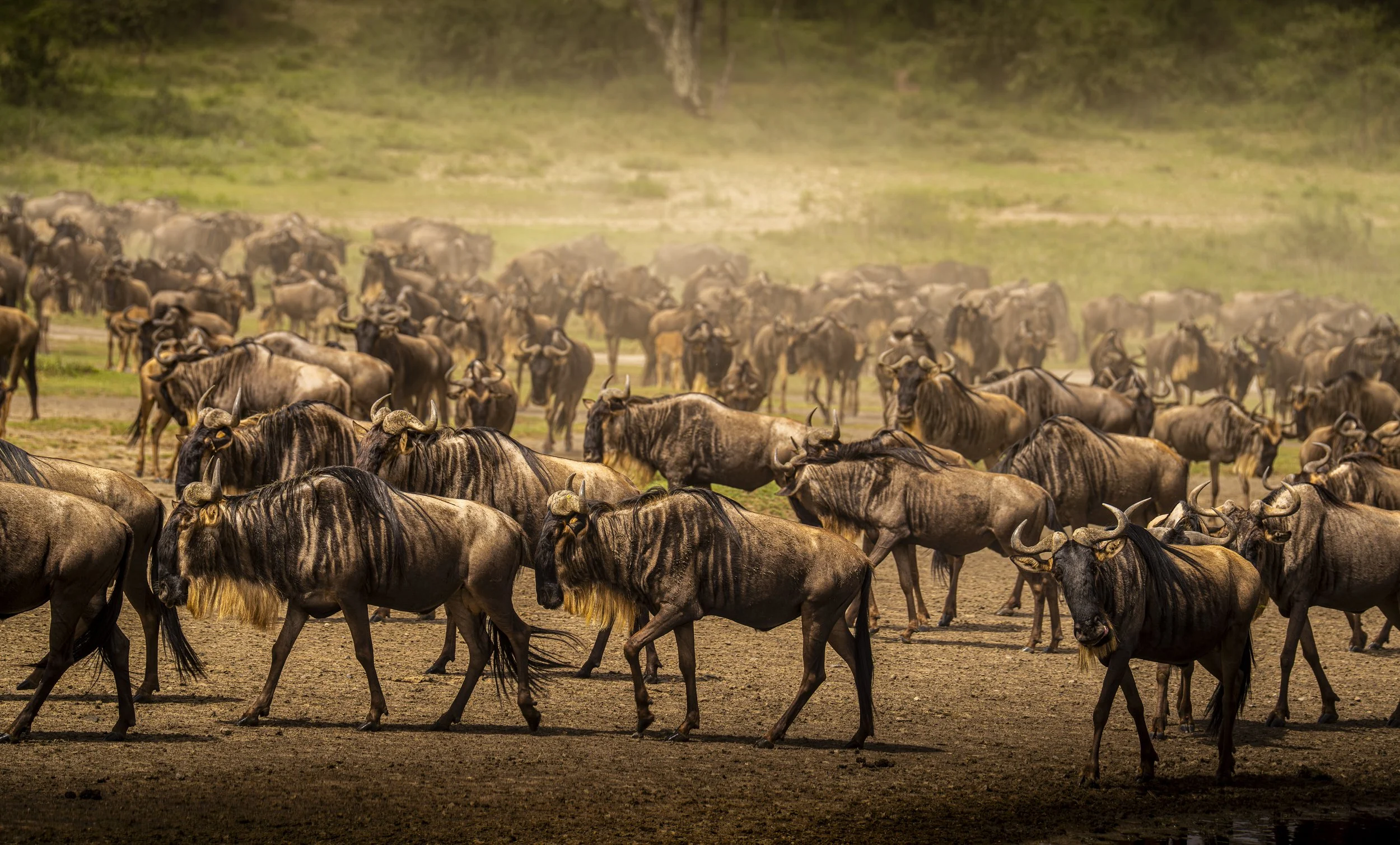 Wildebeest, Serengeti
