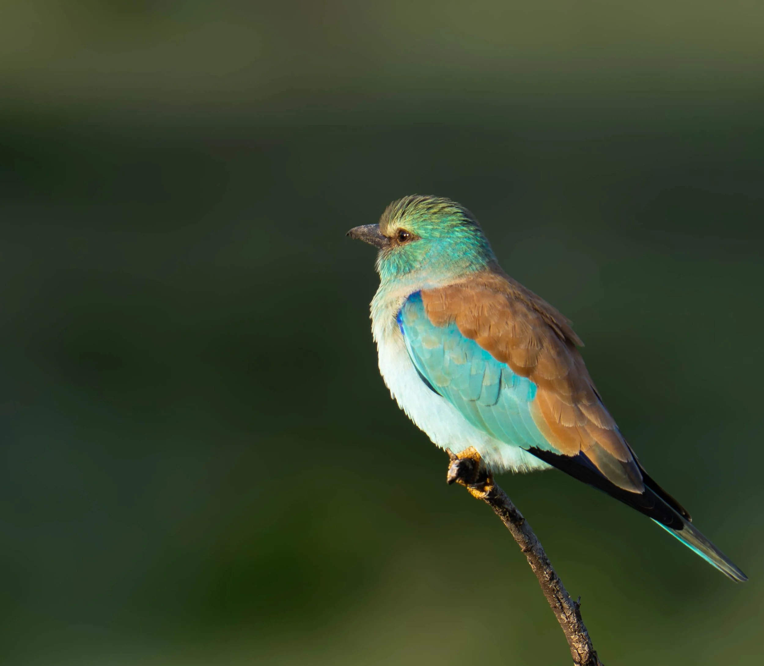European Roller, Botswana