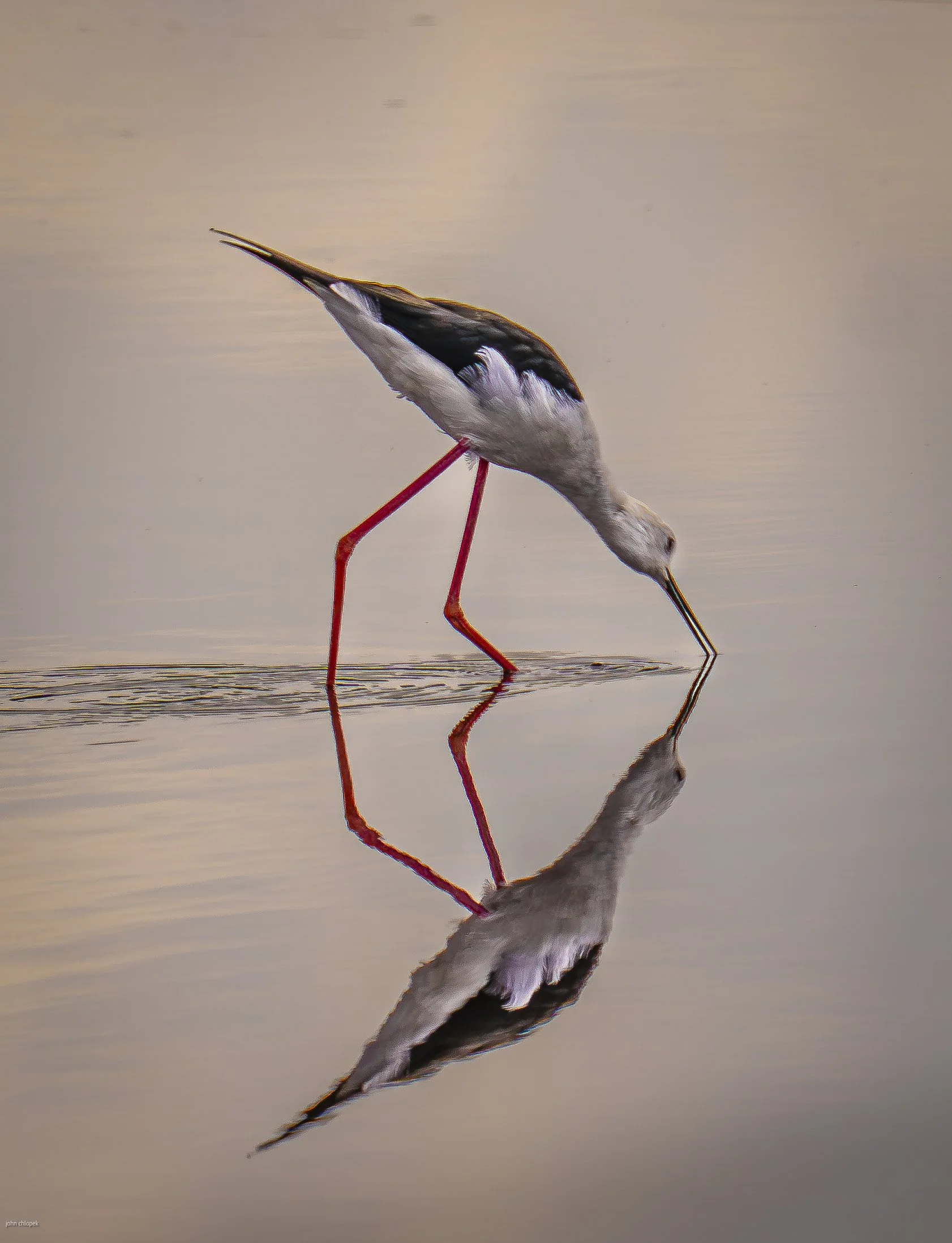 Black-winged Stilt (Himantopus himantopus) Serengeti