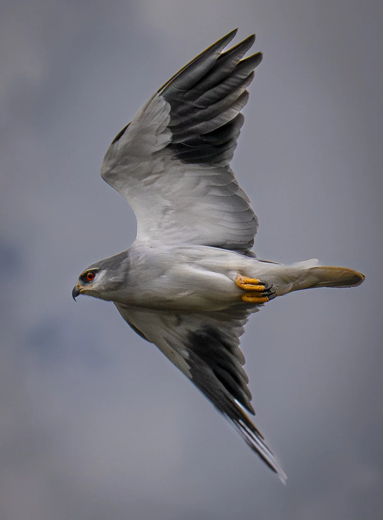Black-winged Kite, (Elanus caeruleus) Tanzania