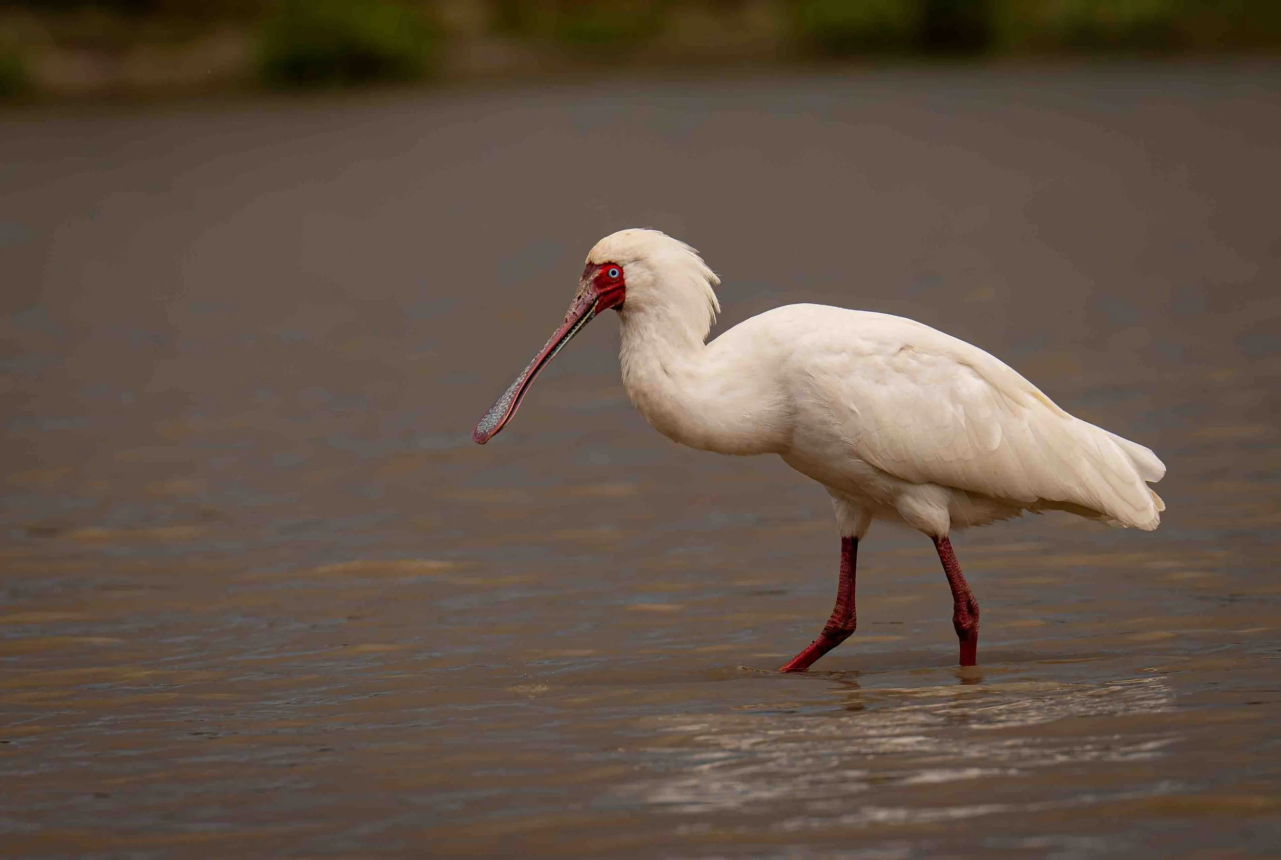 African spoonbill (Platalea alba), Kenya