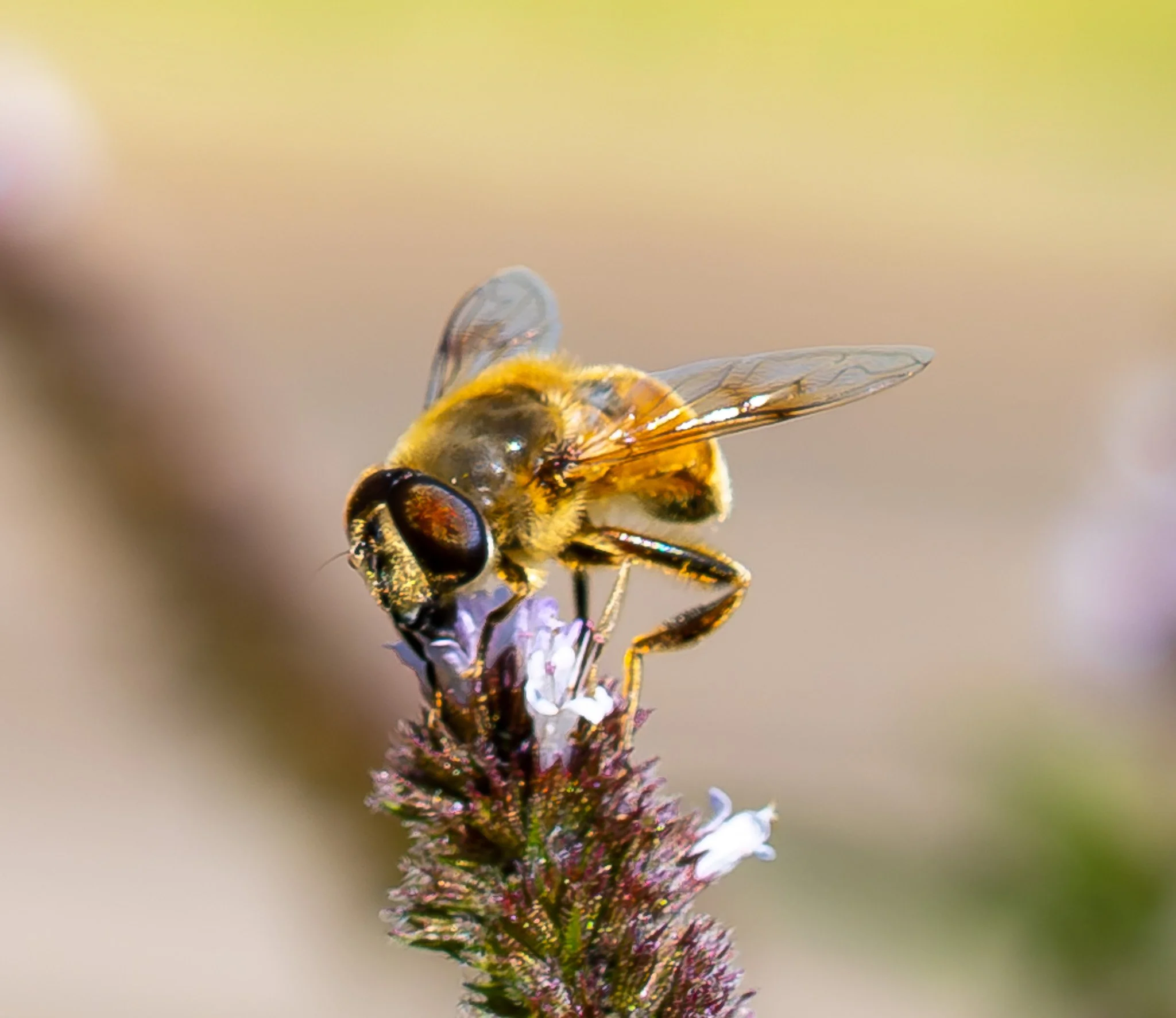 Drone Fly (Eristalis arbustorum)