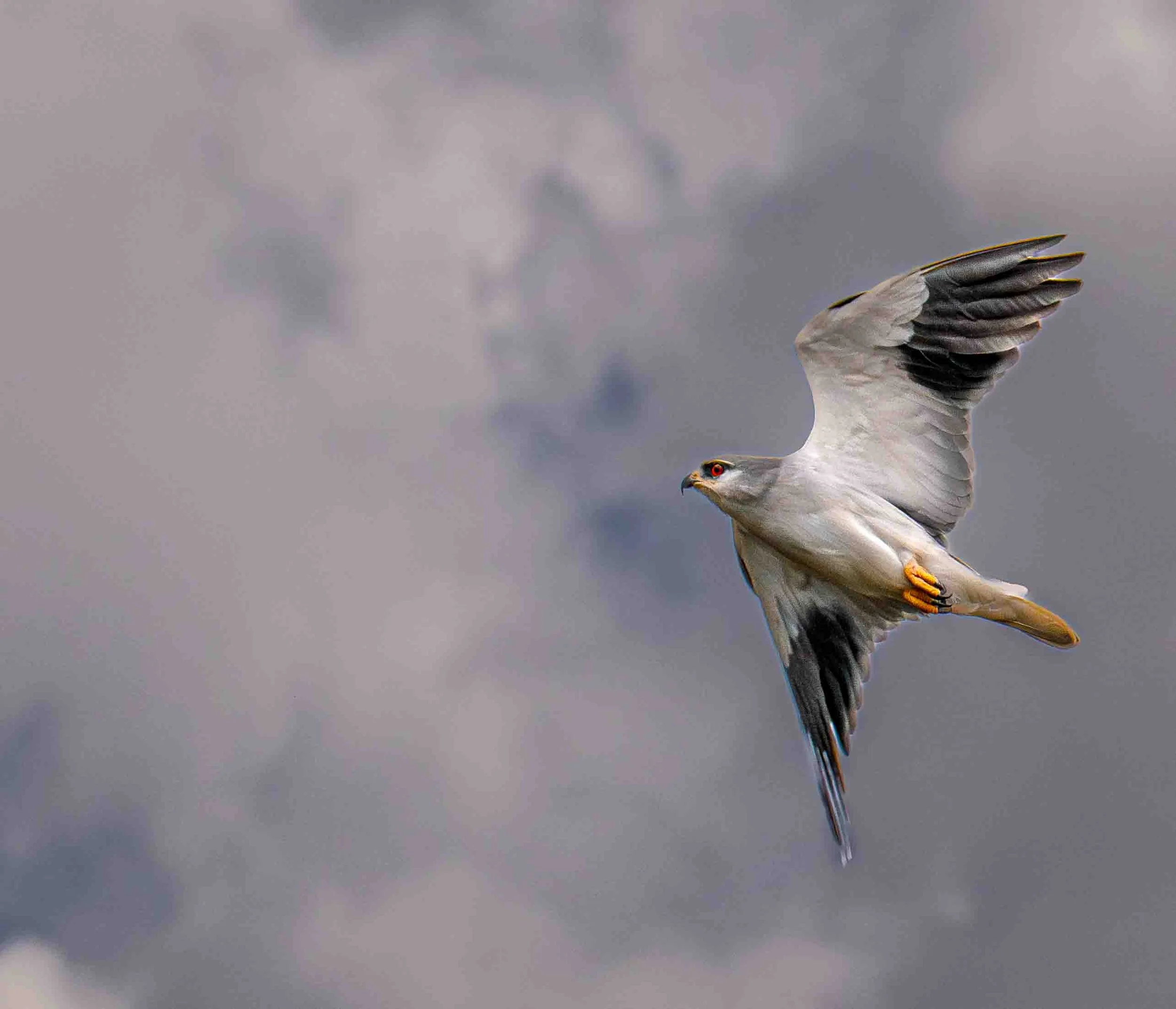 Grey-headed Kite (Leptodon cayanensis), Kenya
