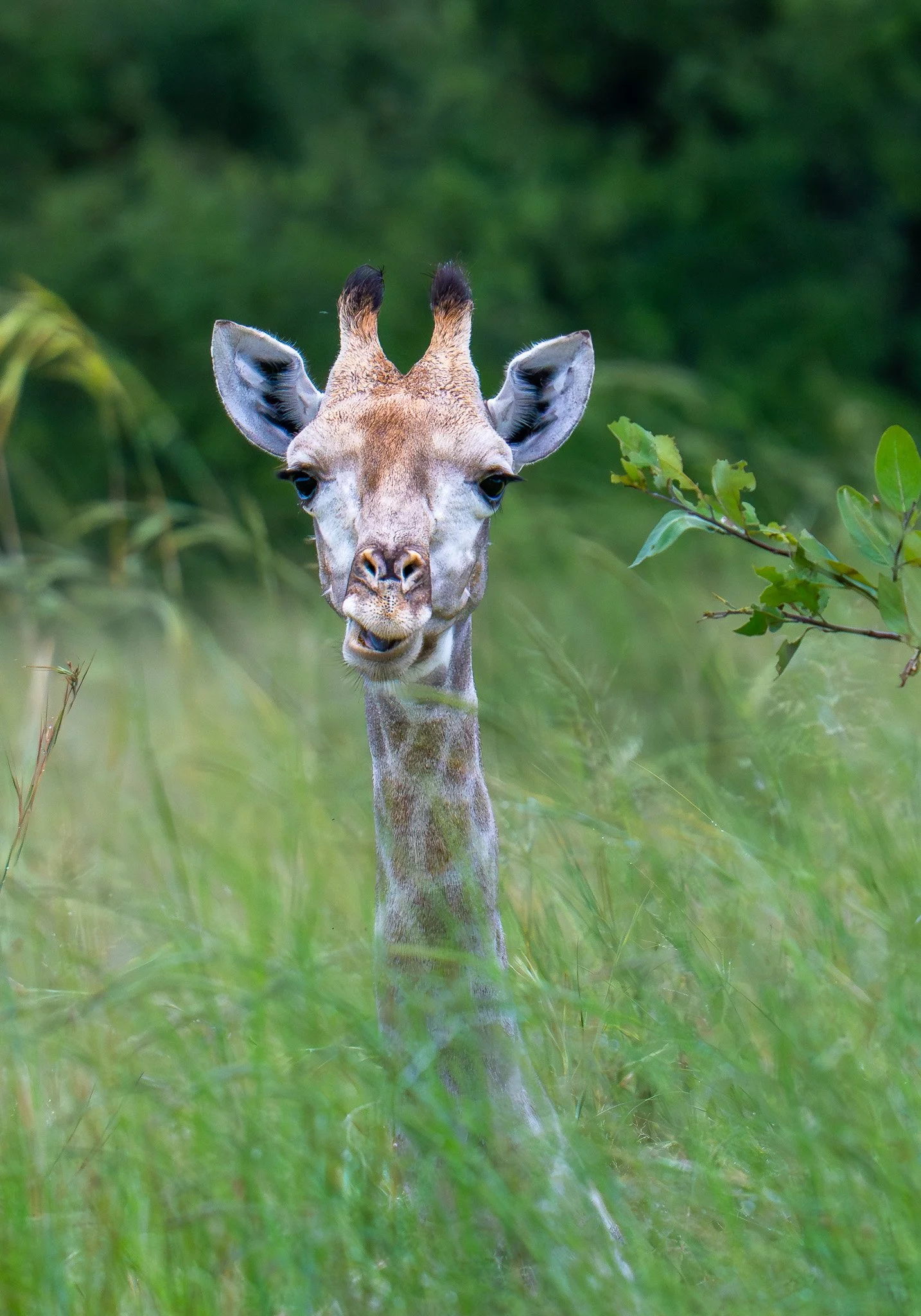 Baby 
giraffe, Botswana