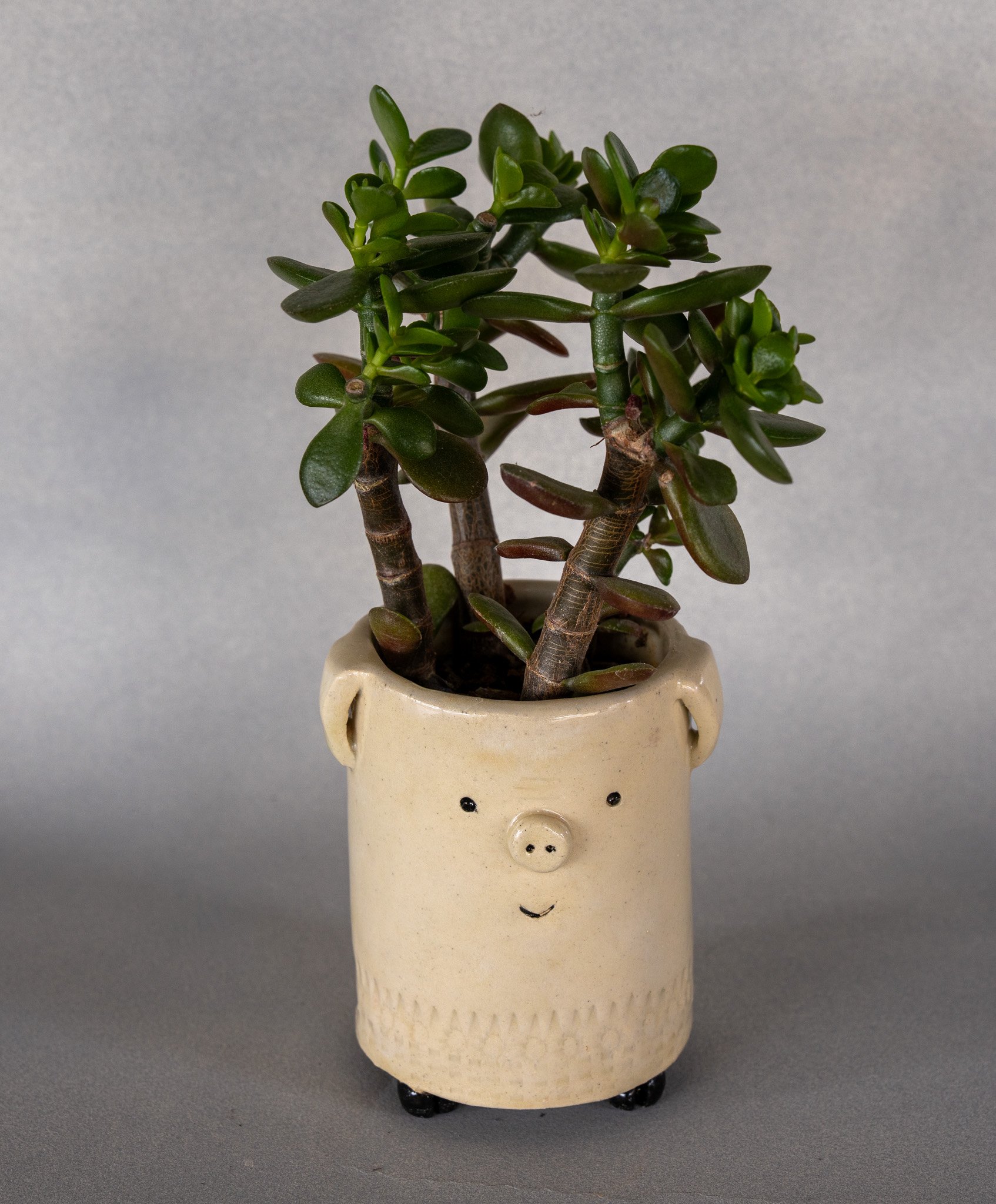 A small green succulent plant with thick, oval leaves in a smiling pig-shaped ceramic pot on a gray background.