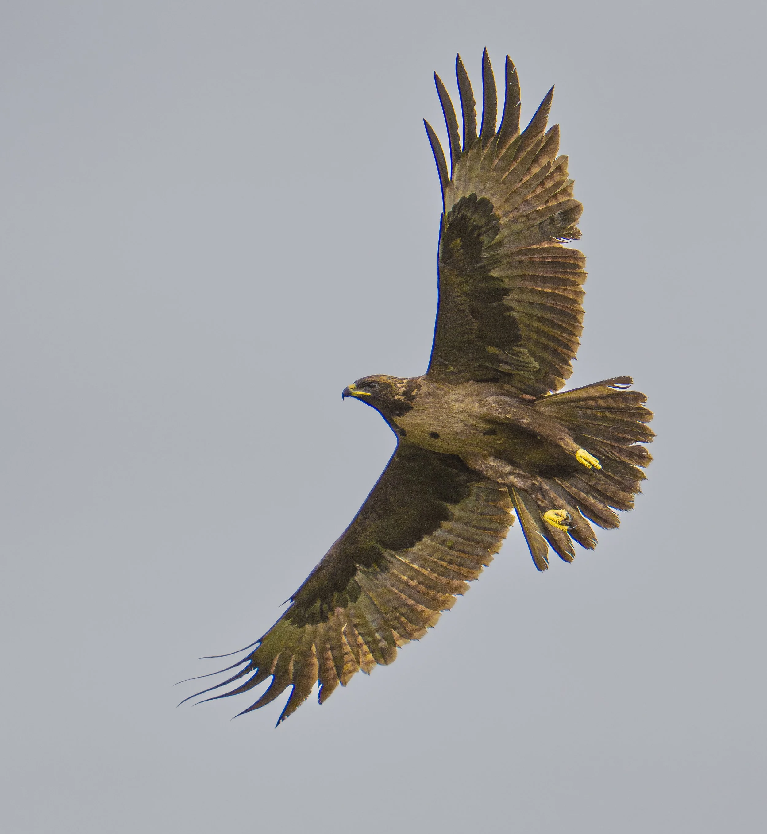 Tawny Eagle, Botswana