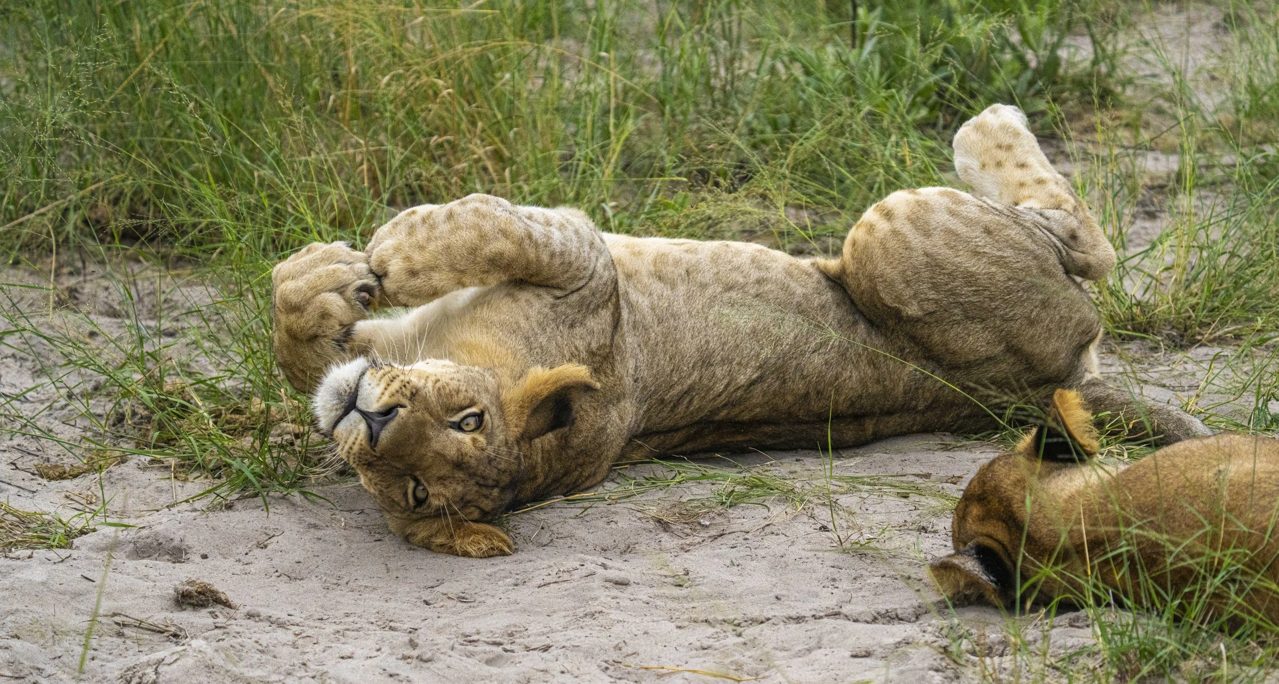Rude awakening, Botswana