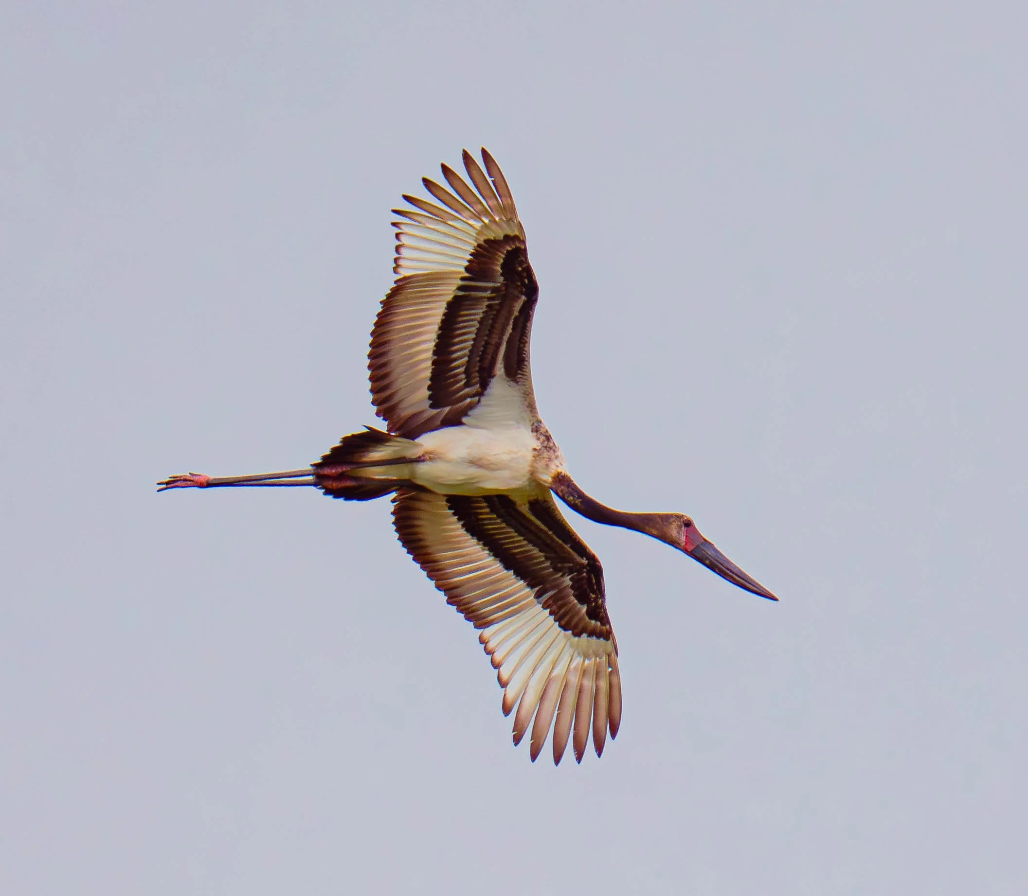 Saddle-beaked Stork (Ephippiorhynchus senegalensis)  Botswana