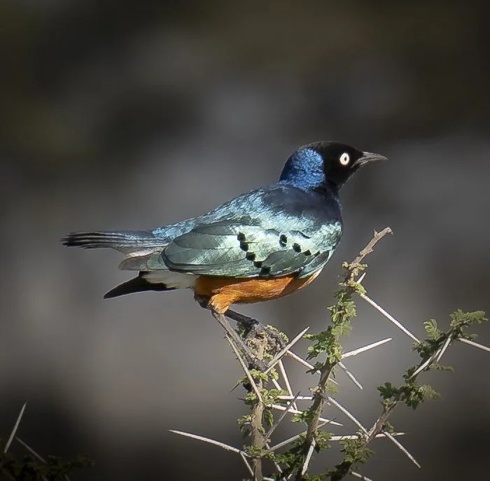 Superb Starling, Serengeti