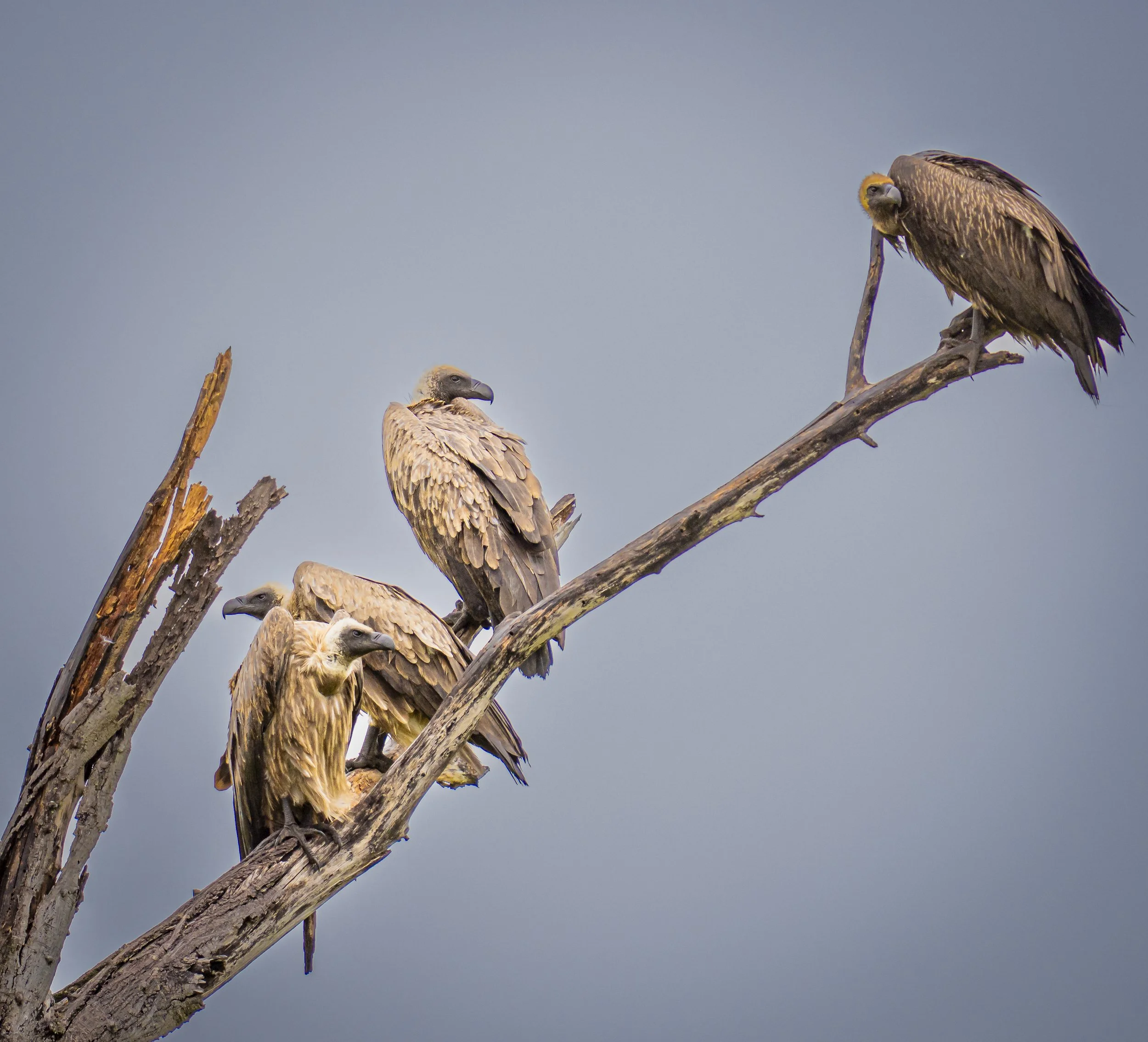 White-backed Vulture (Gyps africanus) Botswana