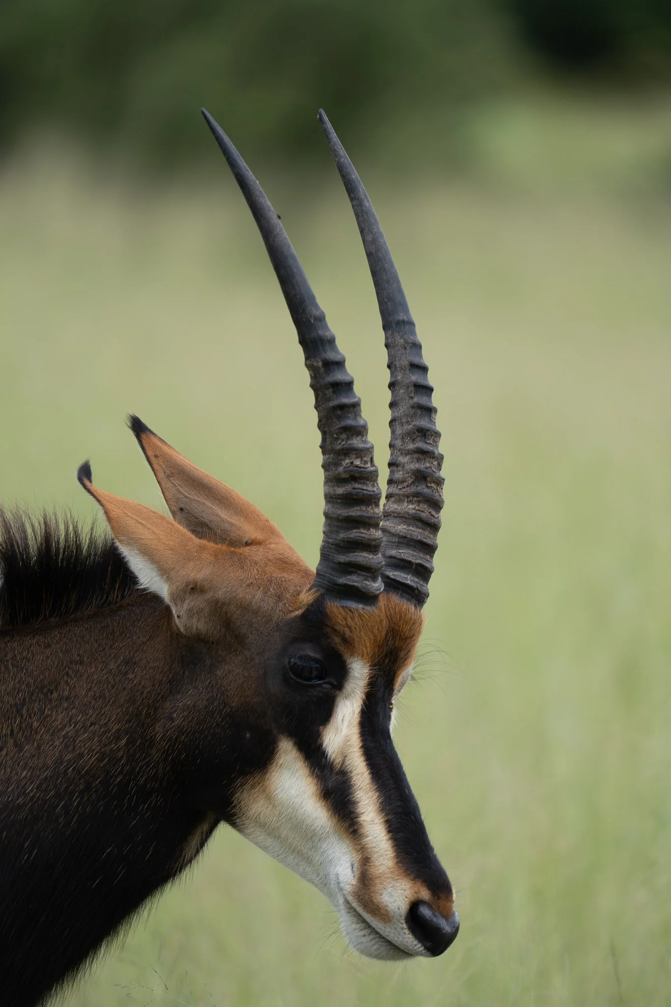 Sable Antelope(Hippotragus niger) 
 Botswana
