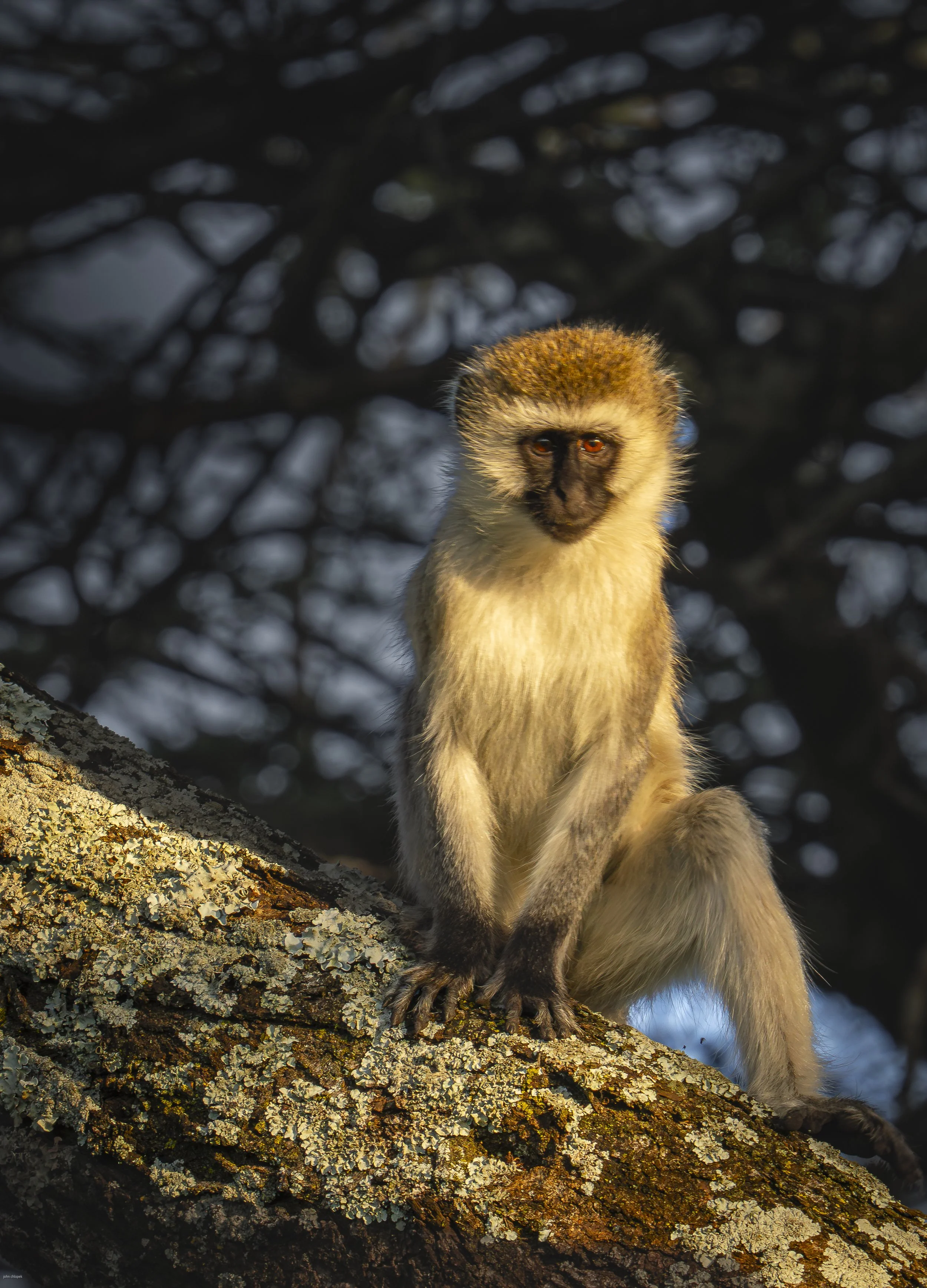 Vervet Monkey (Chlorocebus pygerythrus),Serengeti