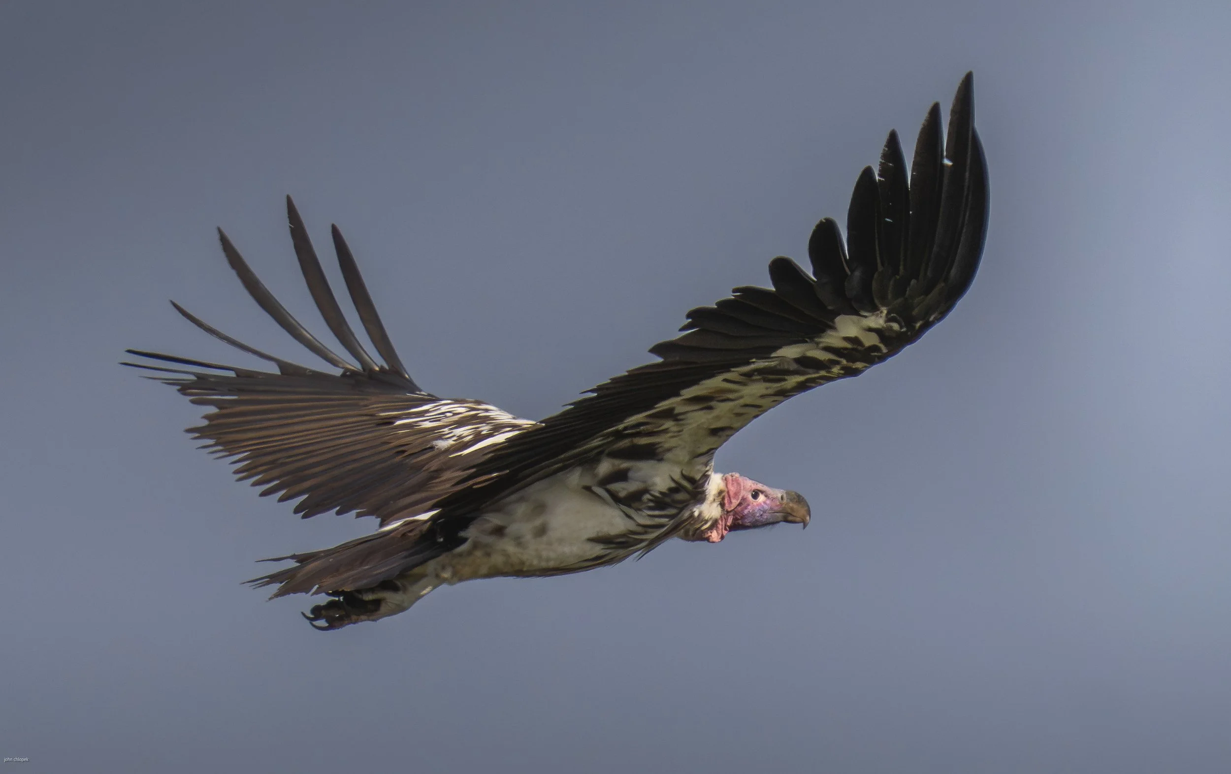 Lappet-faced Vulture, (Torgos tracheliotos) , Serengeti
