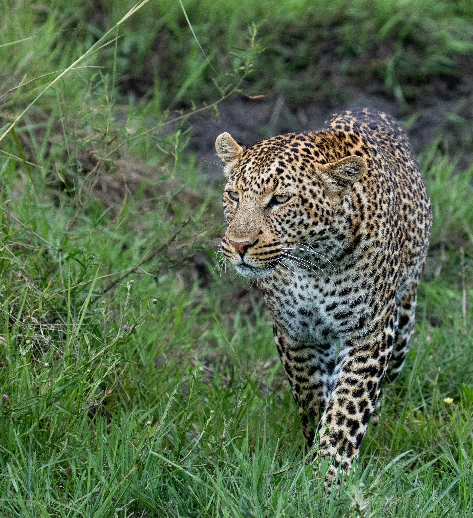 Mara Leopard