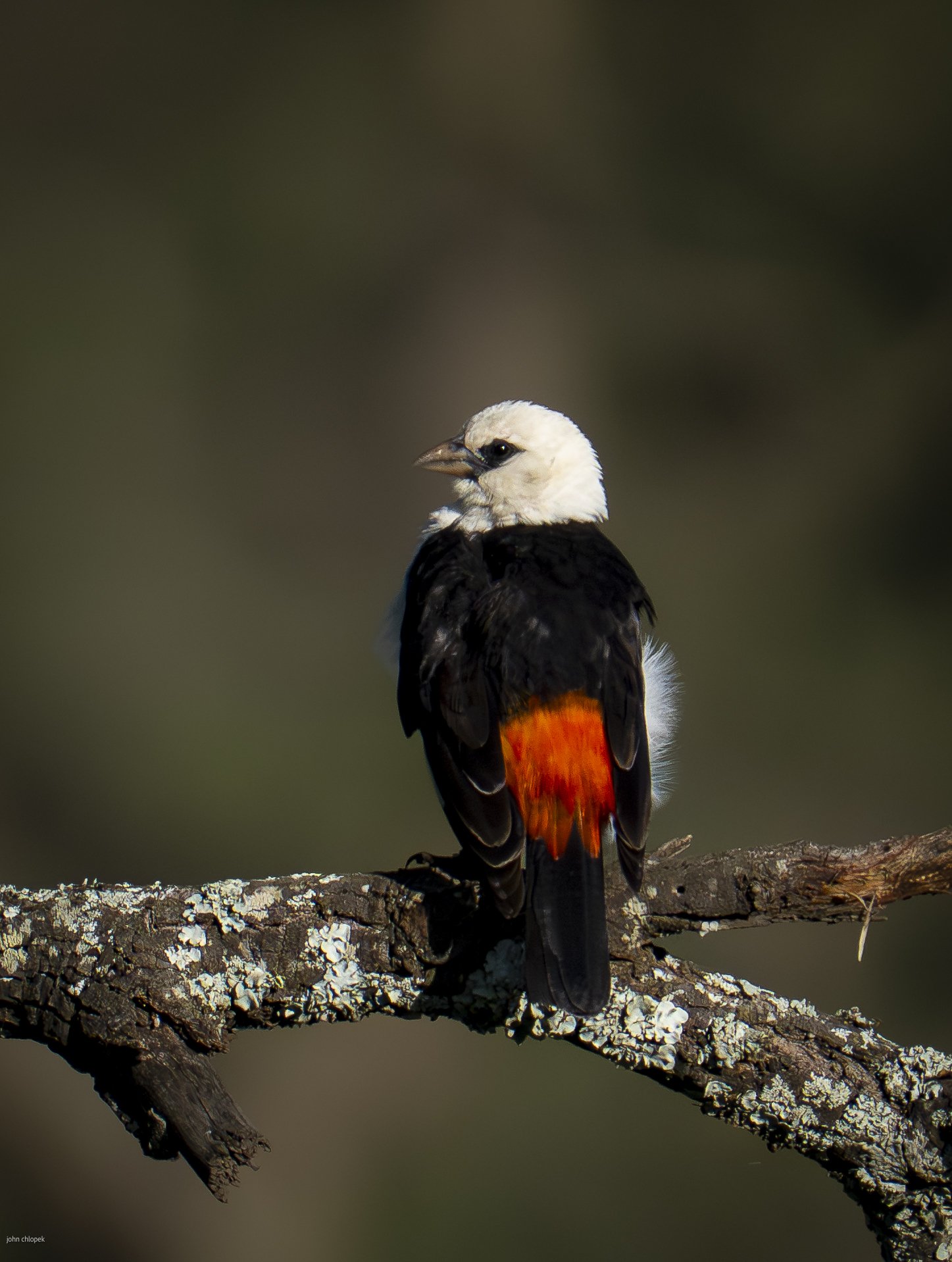 White-headed Buffalo Weaver (Dinemellia dinemelli), Serengeti