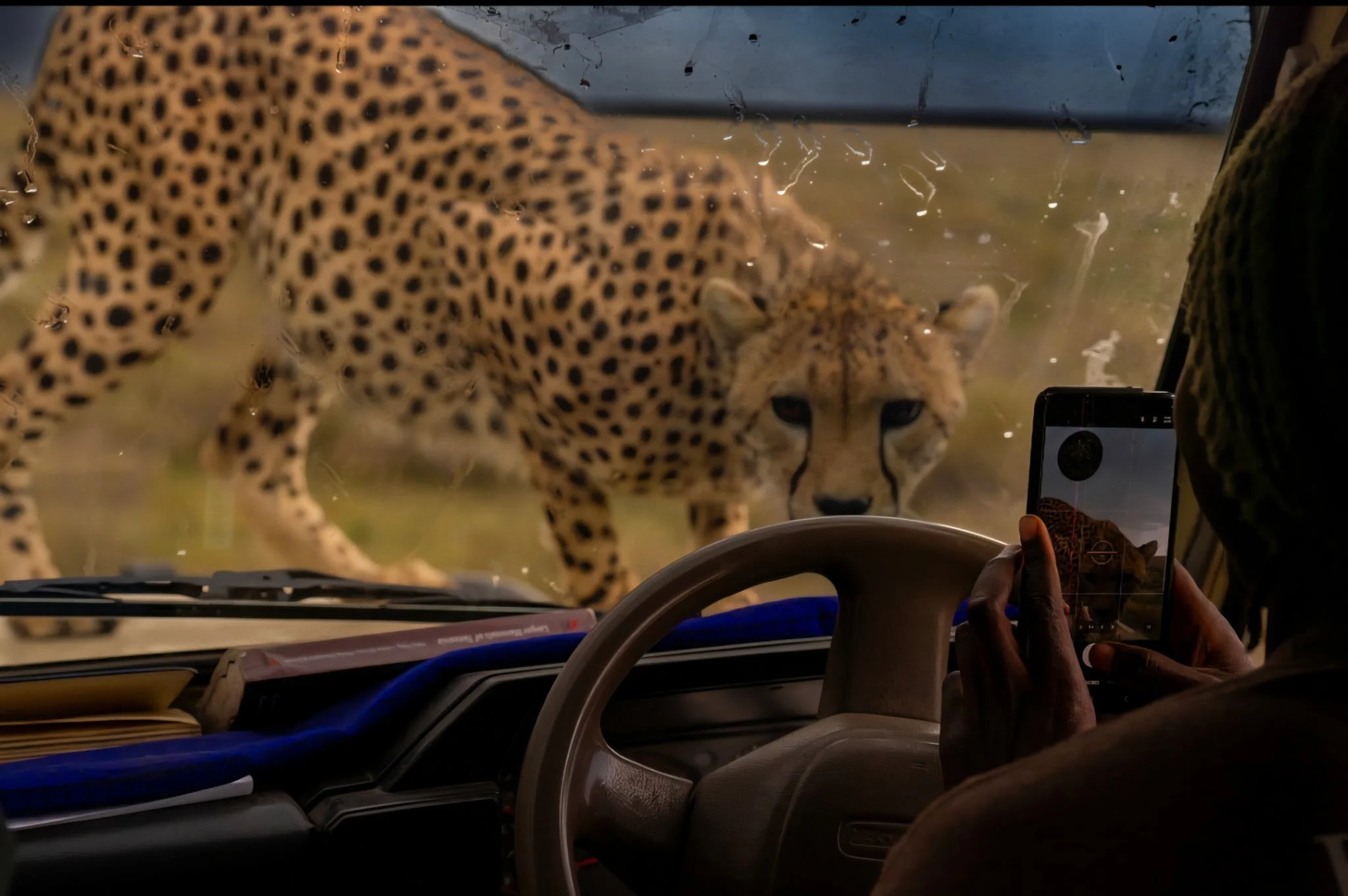 Serengeti Cheetah