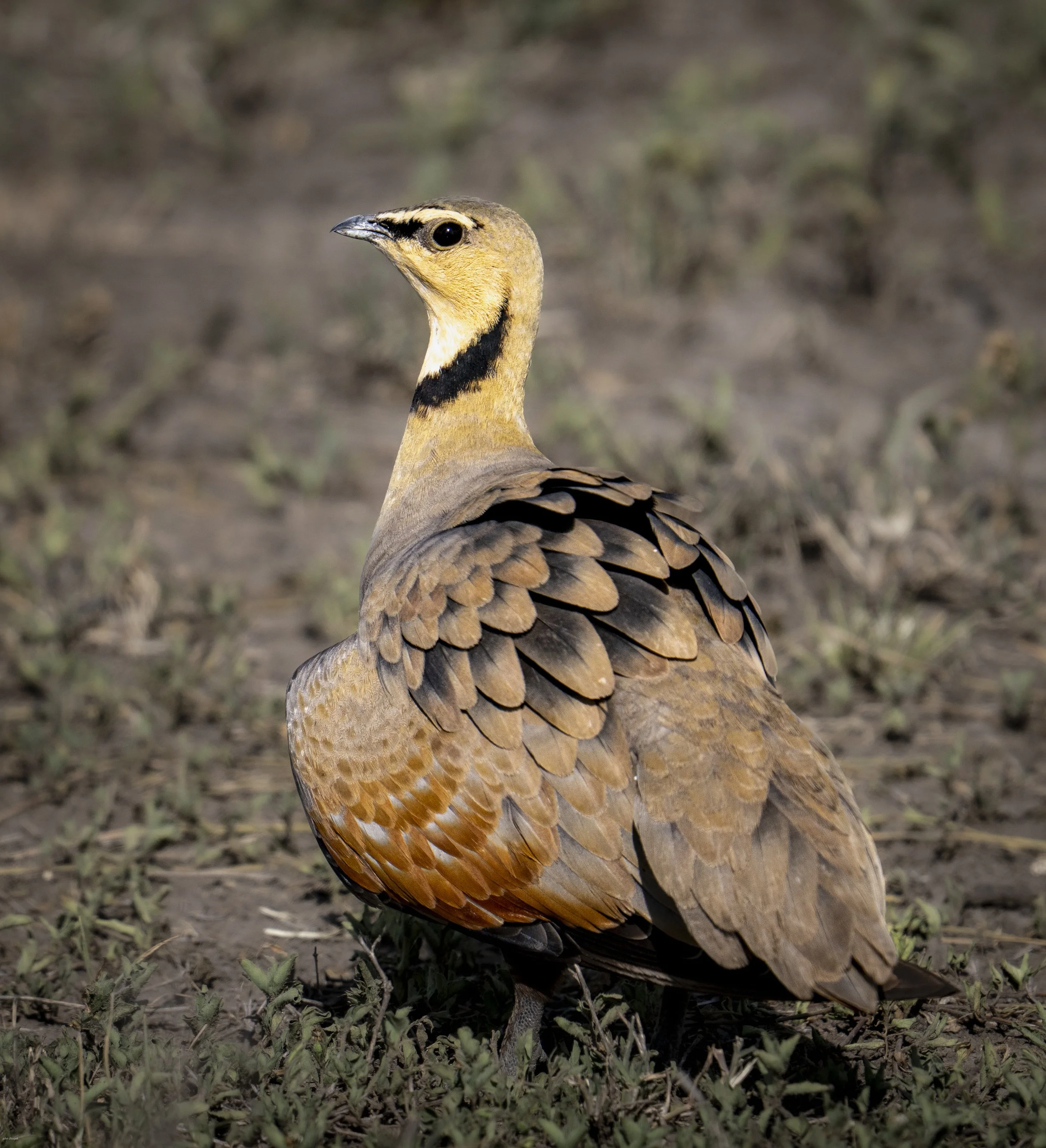 Yellow-throated Sandgrouse (Pterocles gutturalis) Serengeti
