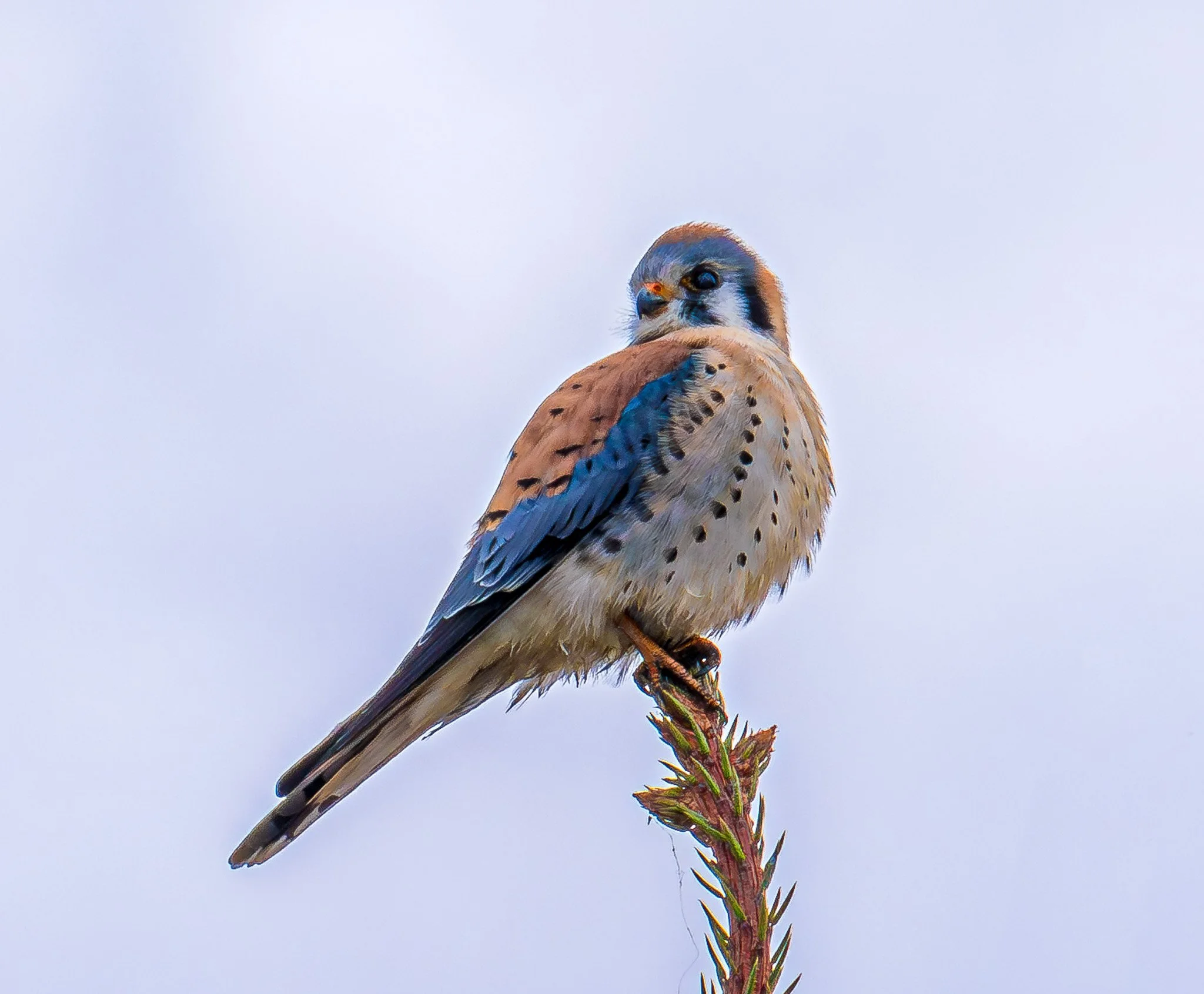 Alert Kestrel.