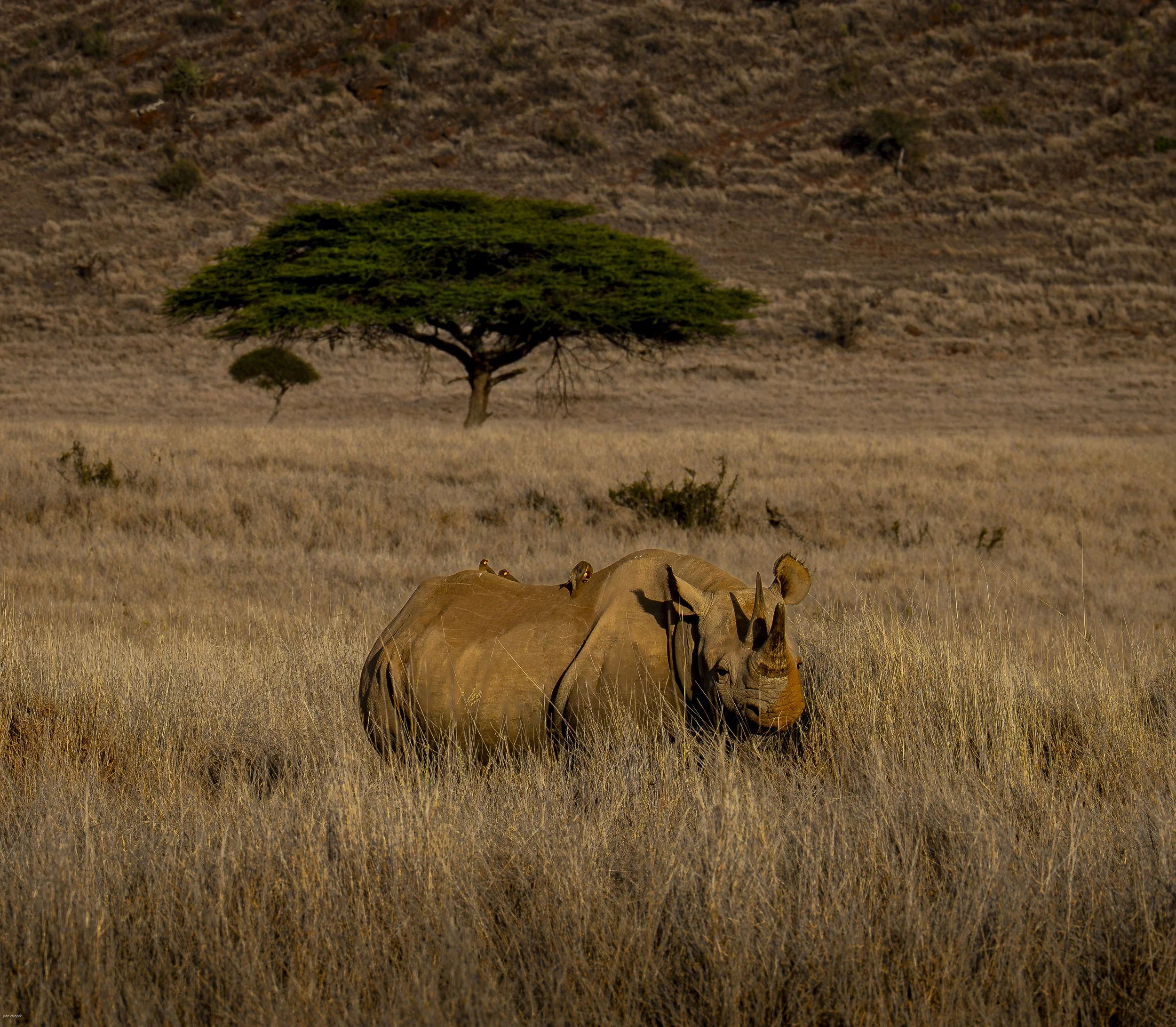 Black Rhino, Lewa Conservancy, Kenya