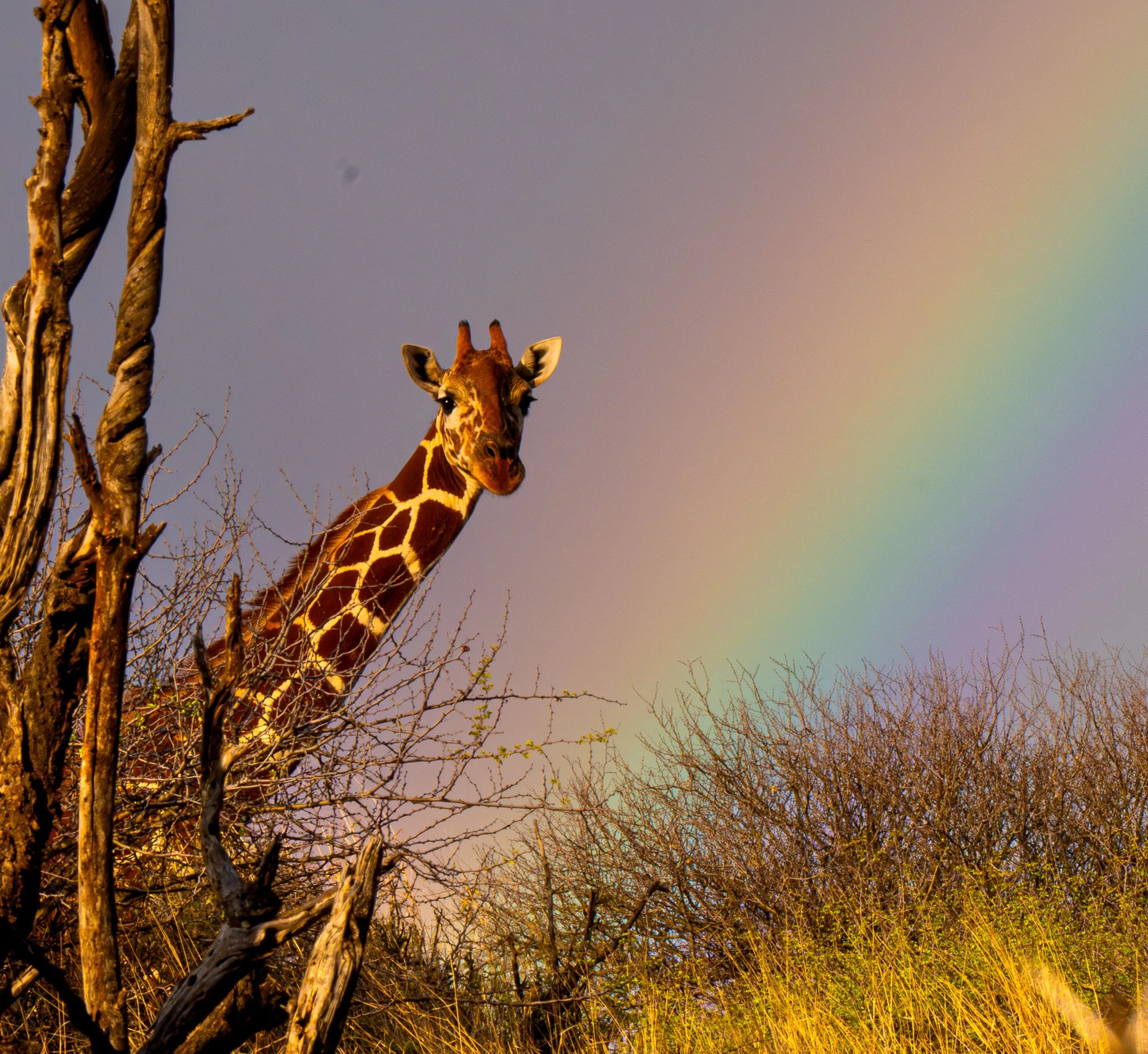 Rainbow Giraffe, Kenya