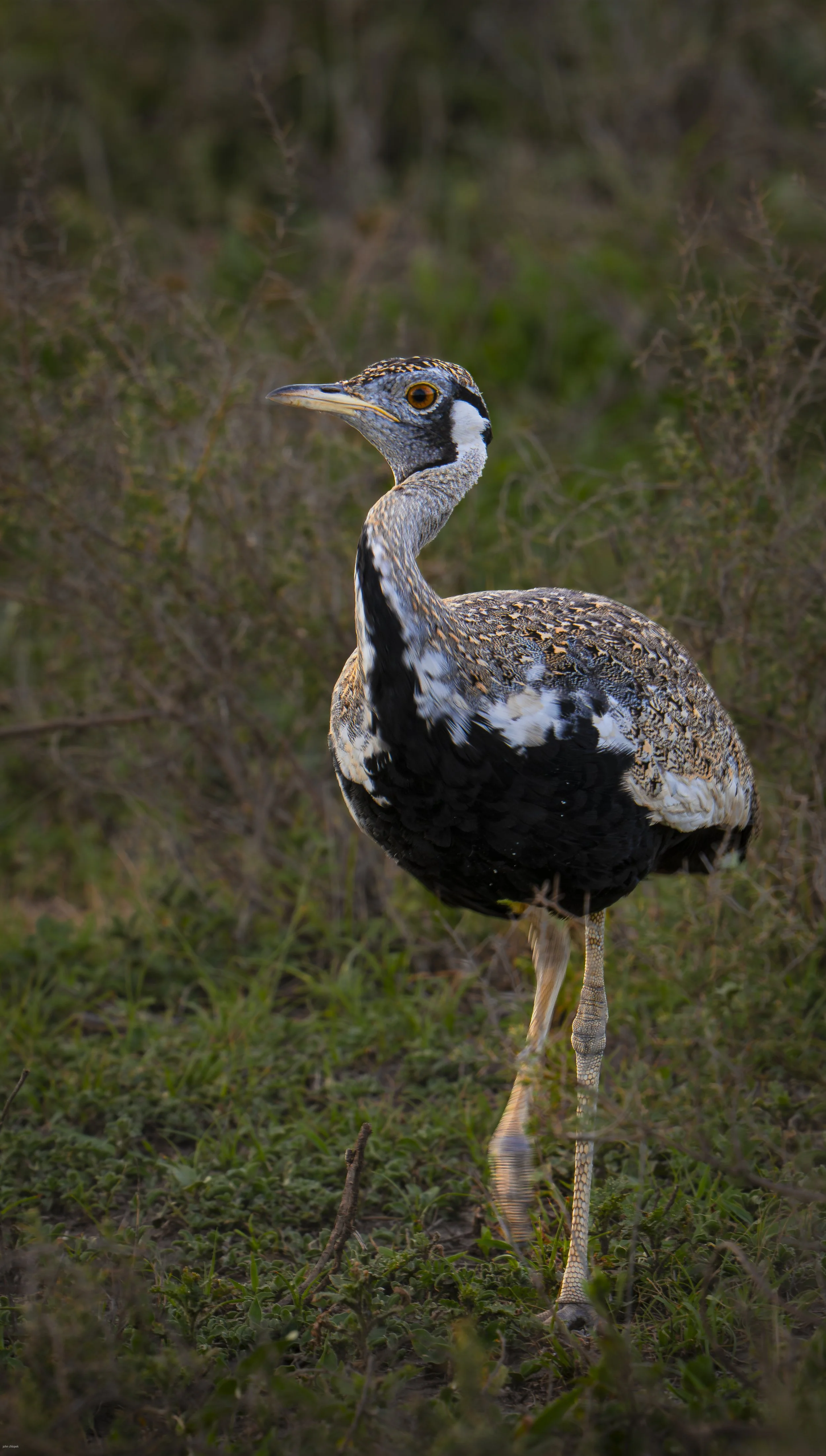 Black-bellied Bustard (Lissotis melanogaster). Tanzania
