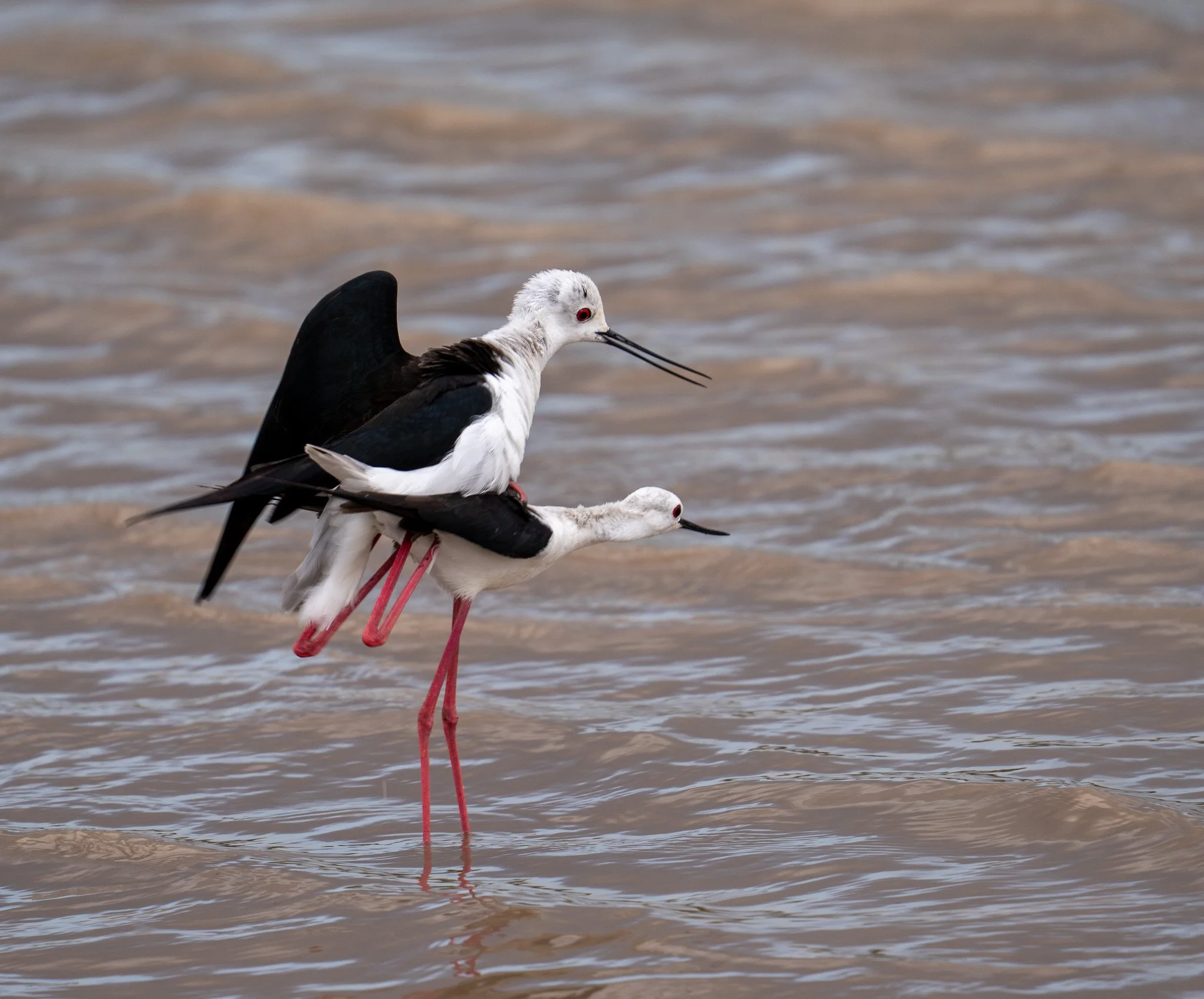  Black-necked stilts, Kenya