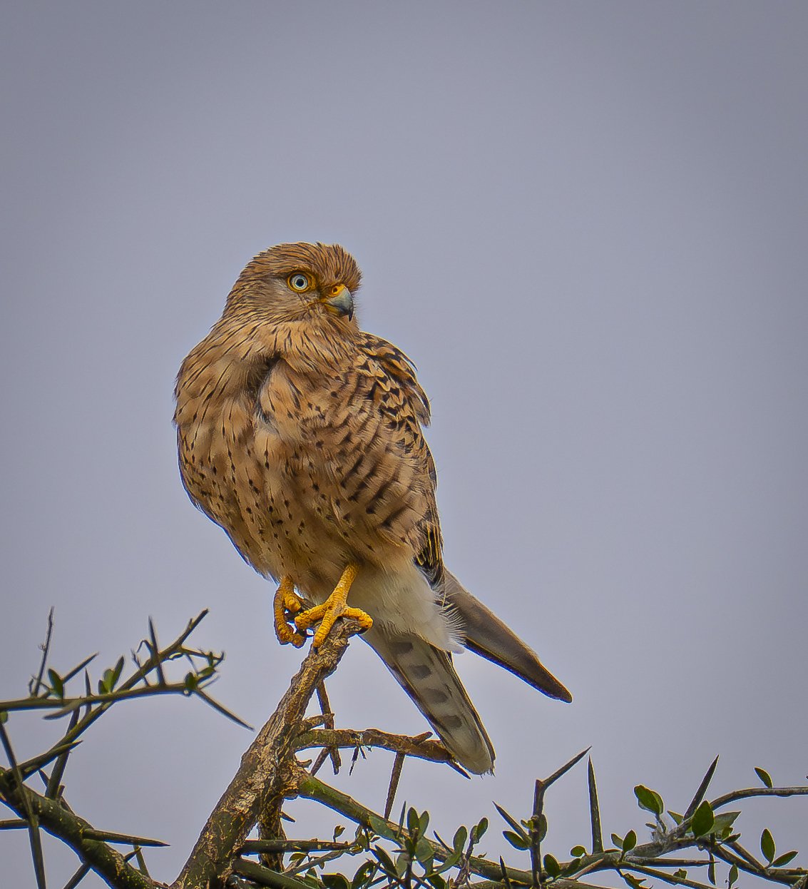 Greater Kestrel, (Falco rupicloides) 0r White-eyed Kestrel, Serengeti
