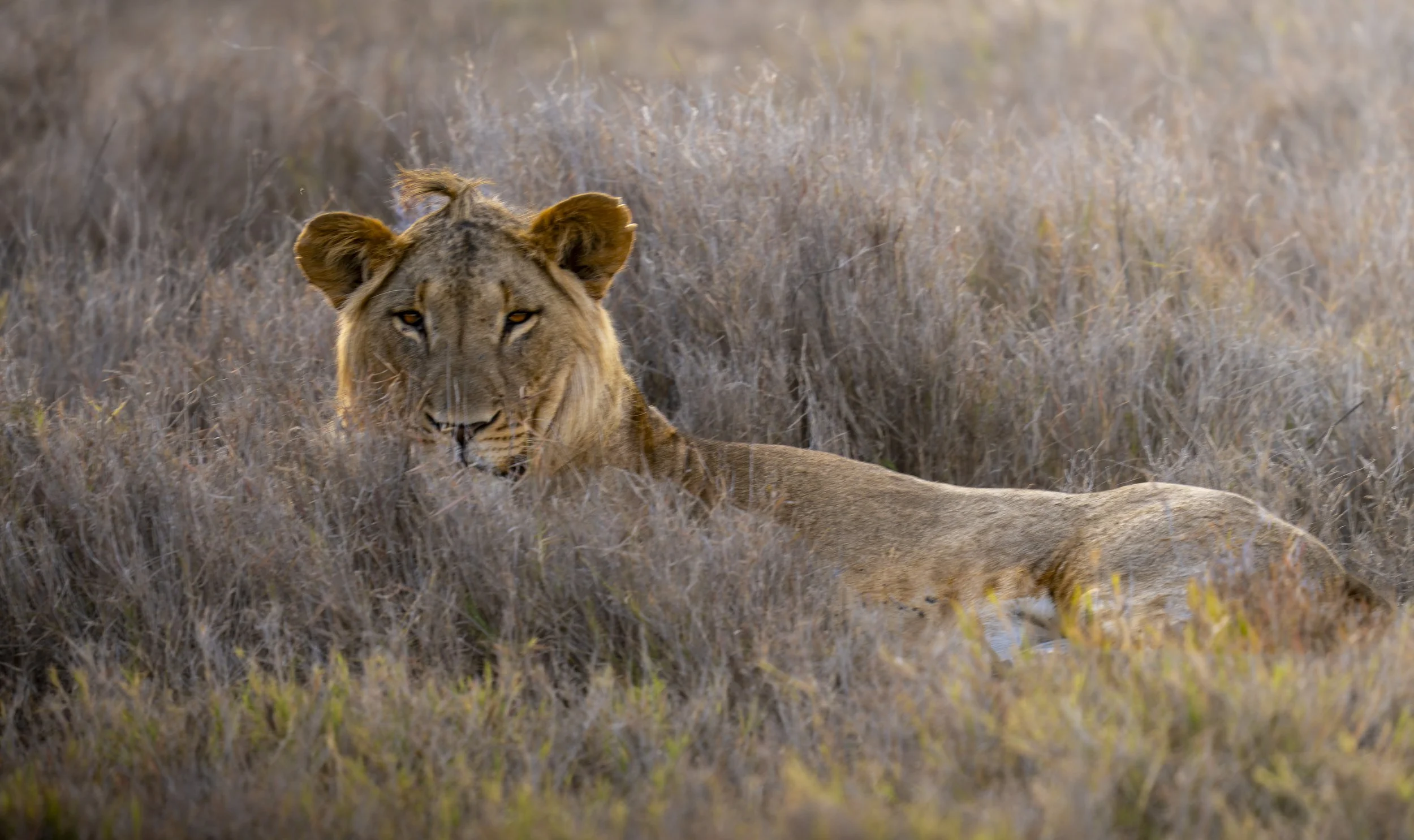 Lions get cowlicks too. 