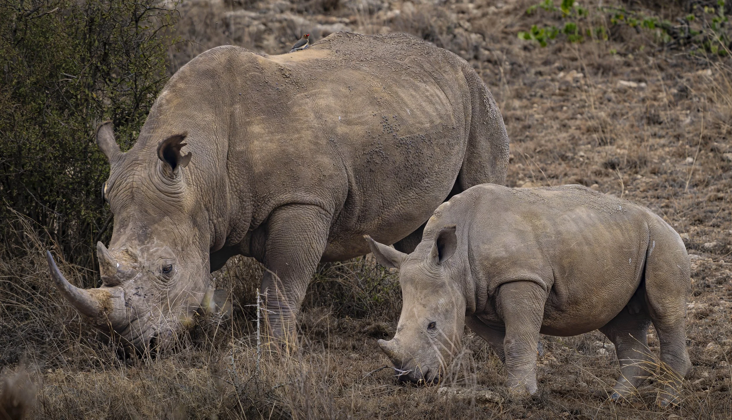 Black Rhino (Diceros bicornis) Lewa Conservancy Kenya