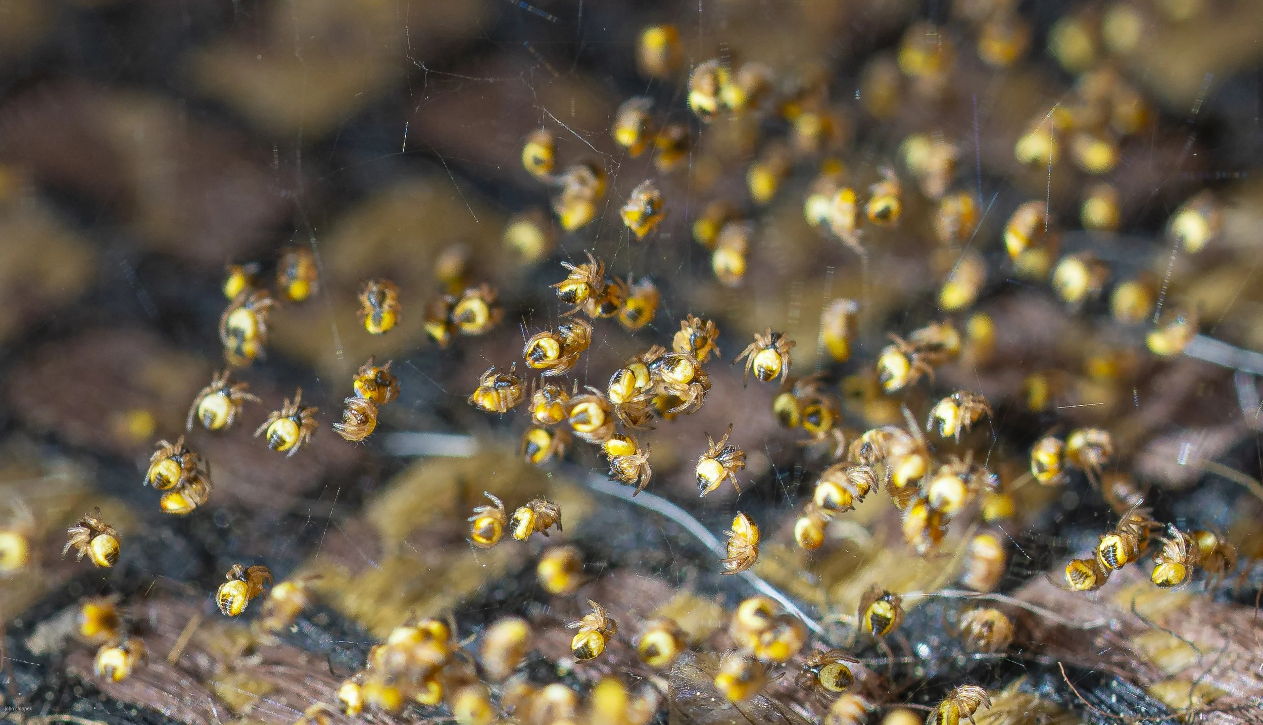 Orb Weaver Babies