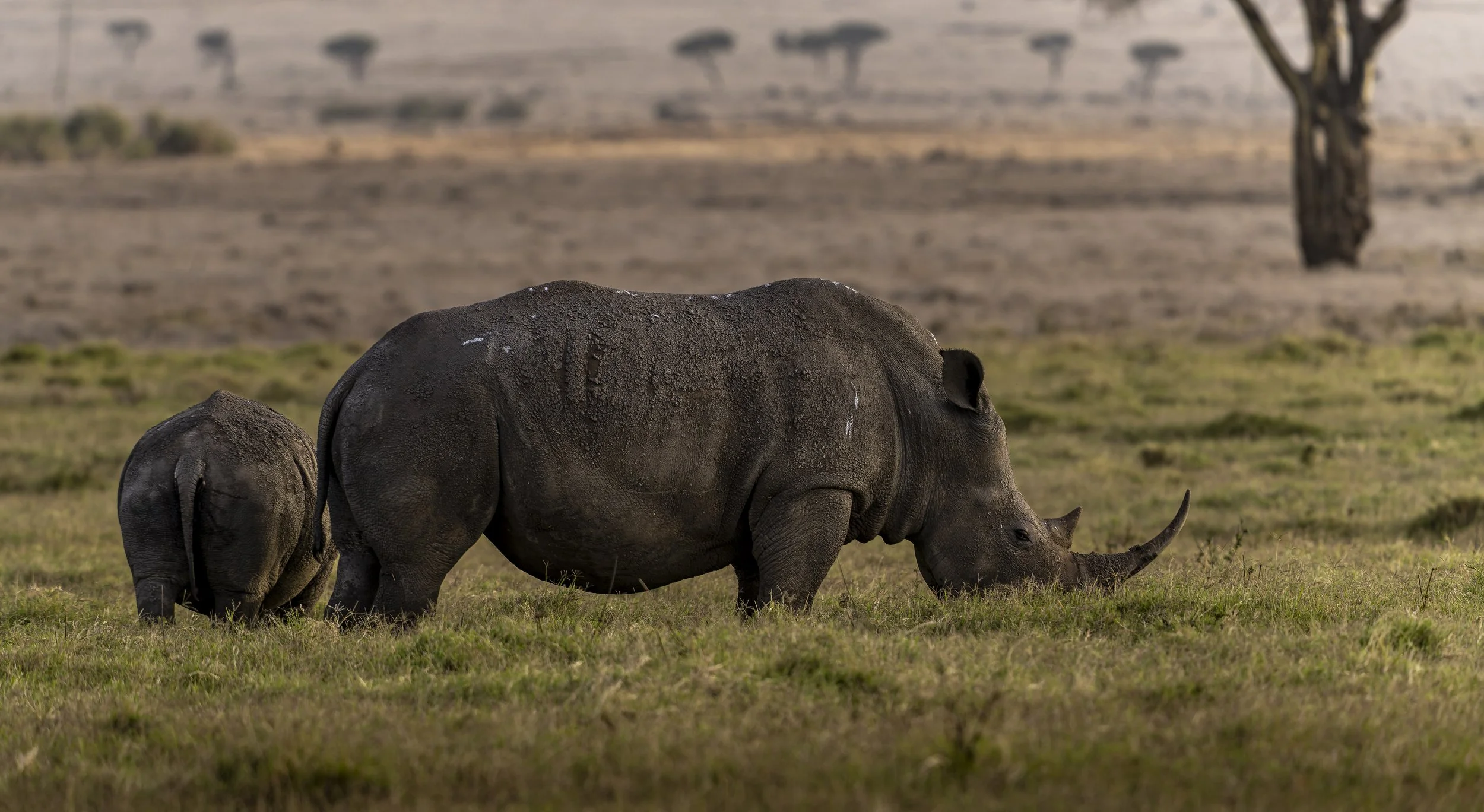 White Rhinoceros, or square-lipped rhinoceros (Ceratotherium simum), Kenya
