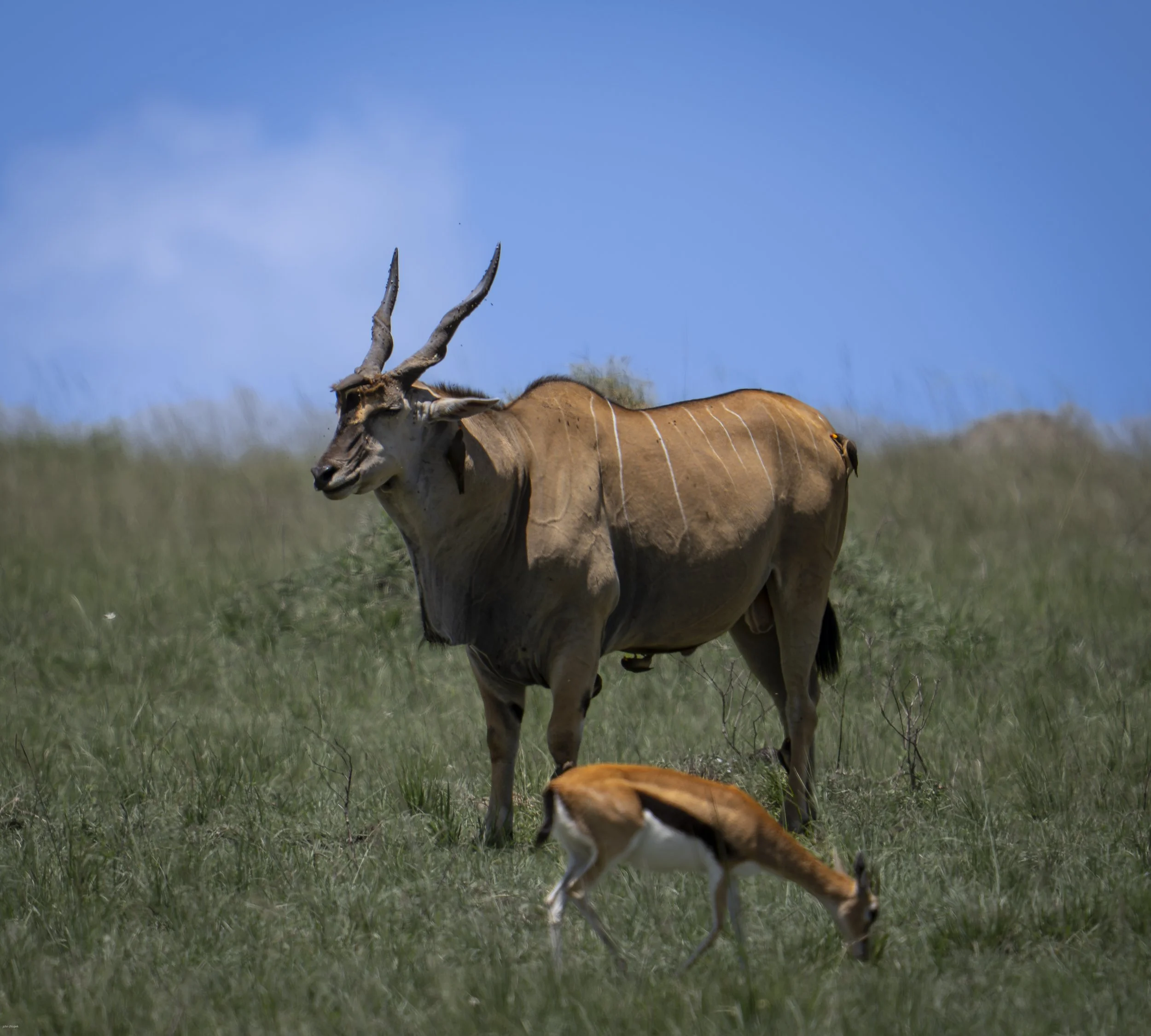 Eland, (Taurotragus oryx) Masai Mara