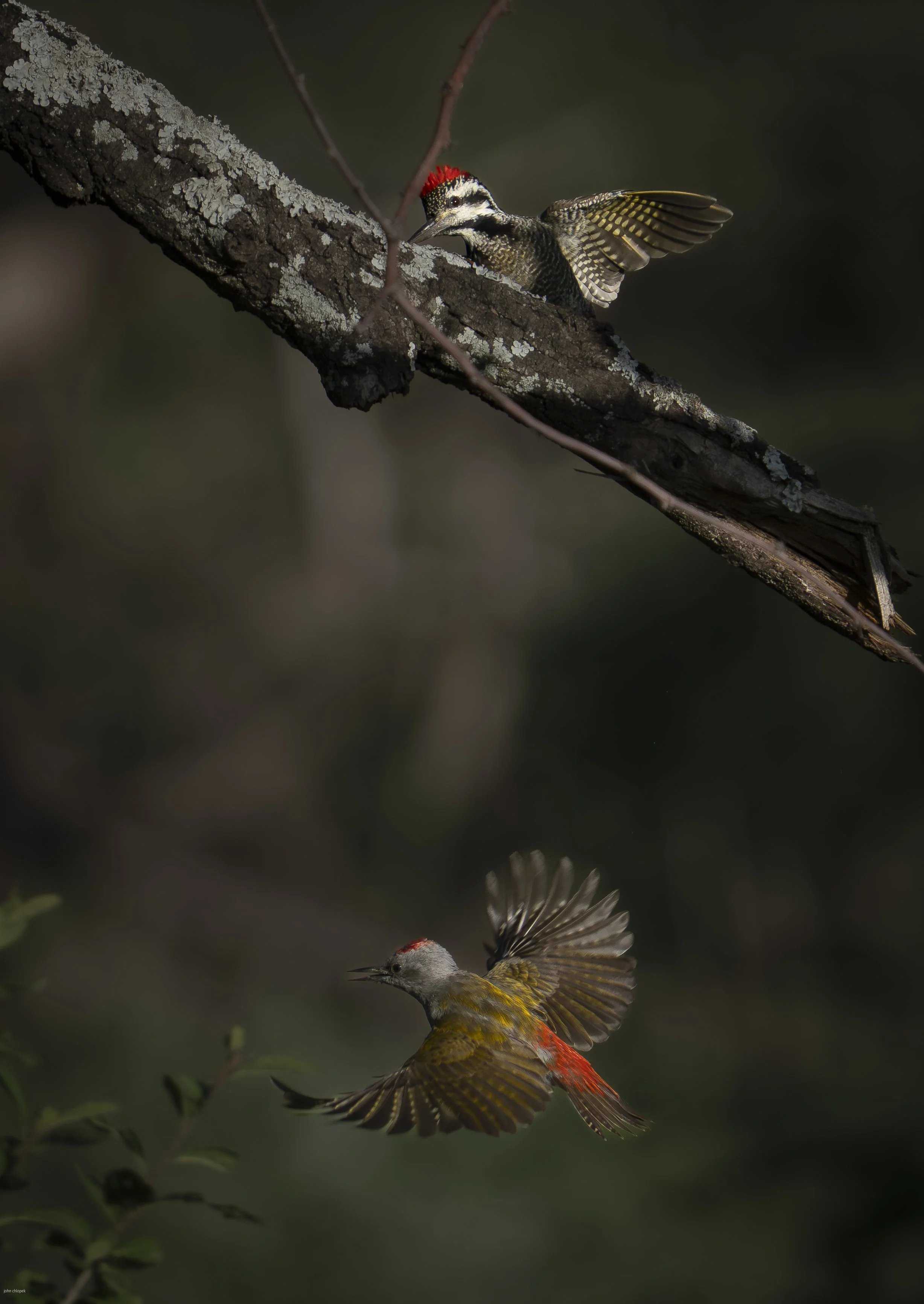 Mountain Grey Woodpeckers, (Dendropicos spodocephalus) Tanzania
