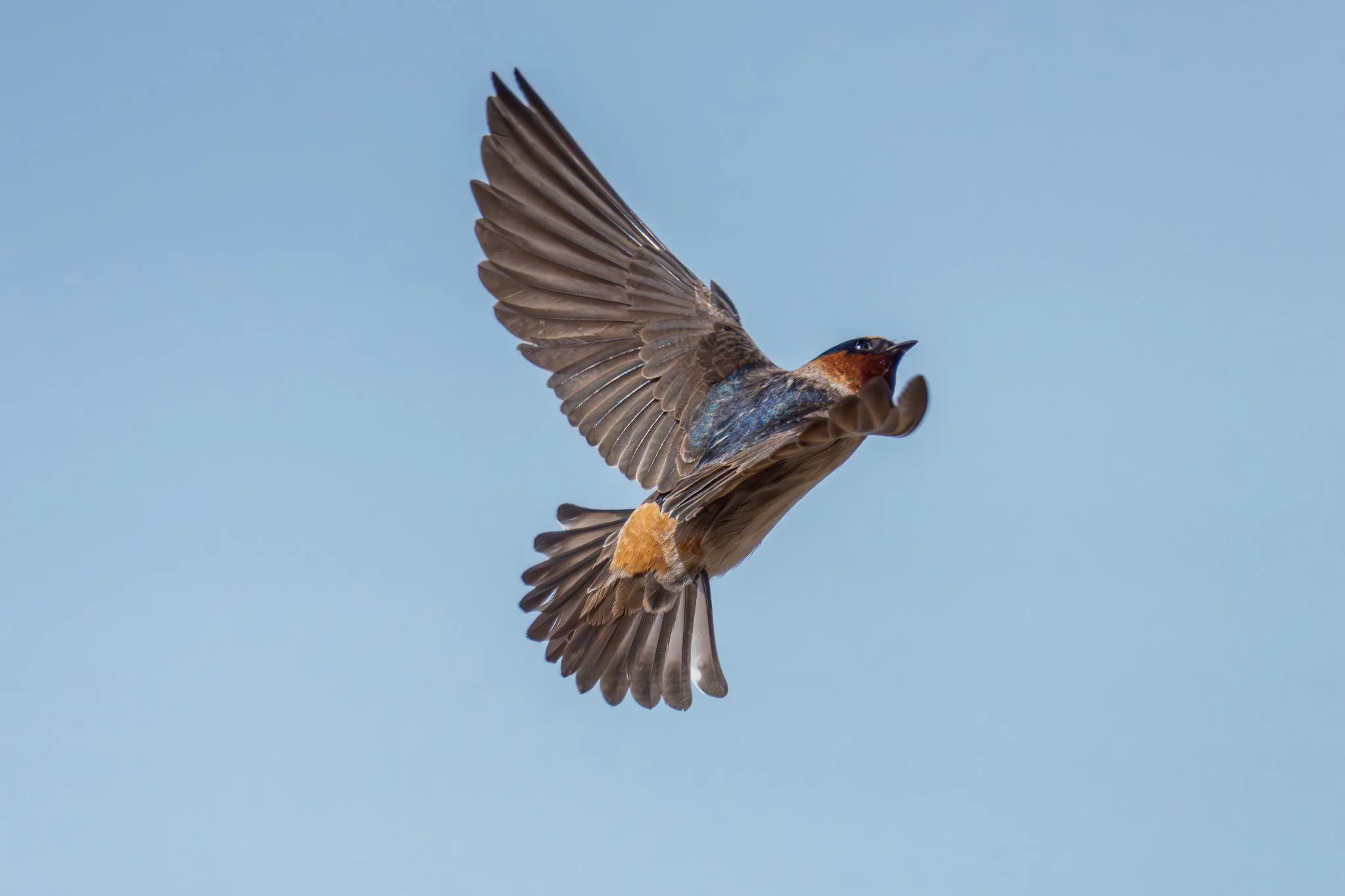 Cliff Swallow 