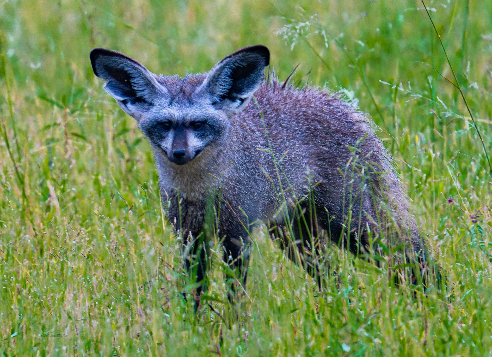 A Bat-eared fox(Otocyon megalotis), Botswana