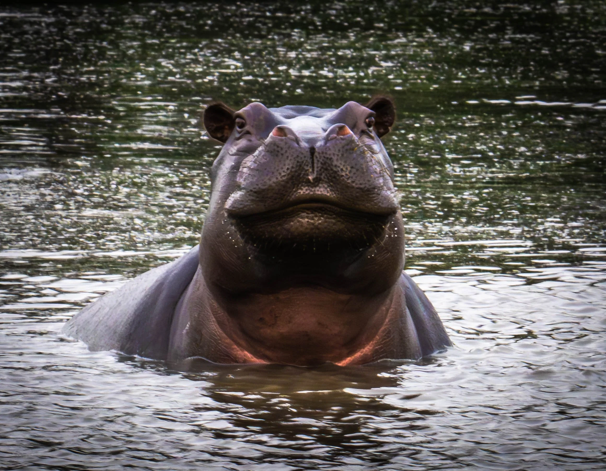 Goofy Hippo Okavango Delta