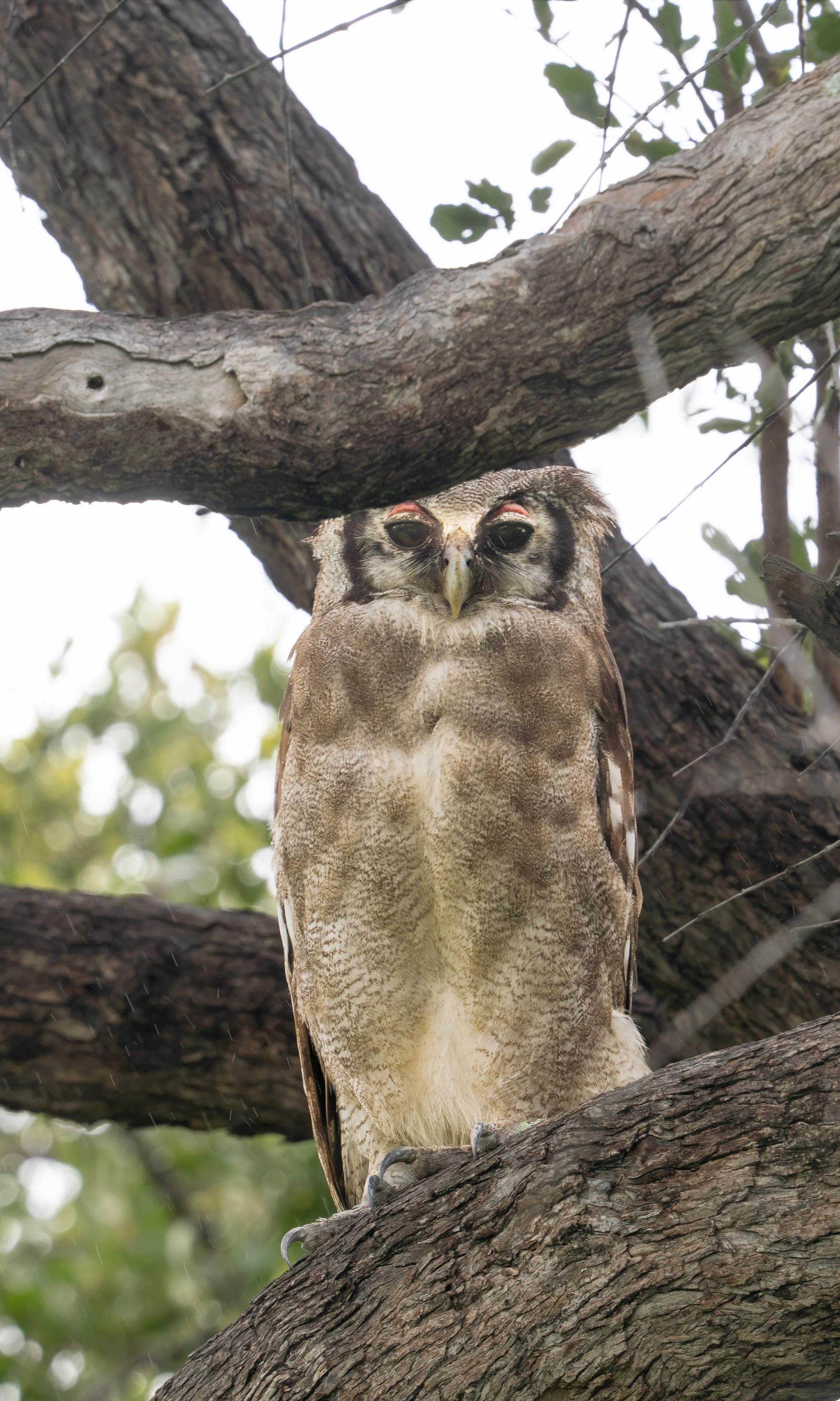 Verreaux’s Eagle-Owl (Bubo lacteus)

Okovango Delta