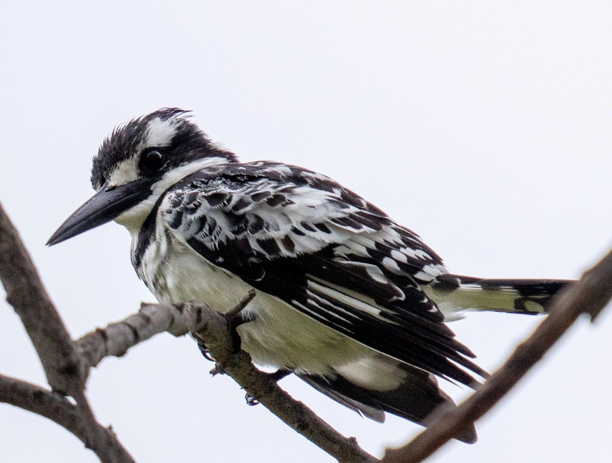 Pied Kingfisher , Okavango  Delta