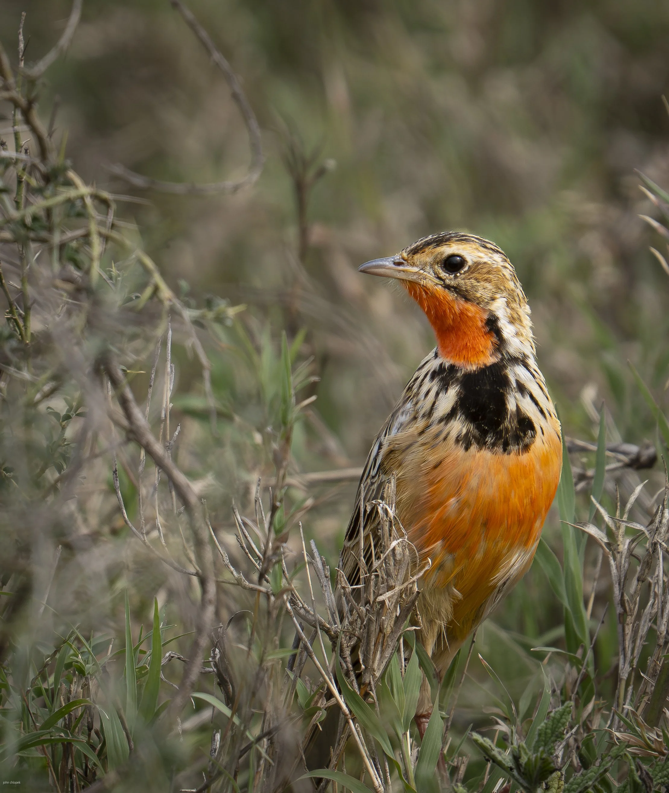 Rosy-Throated Longclaw (Macronyx Ameliae) Serengeti

