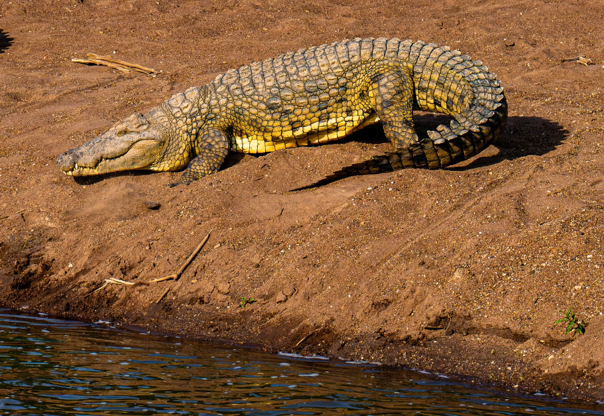 Sunbathing Croc (Crocodylus niloticus) , Masai Mara, Kenya