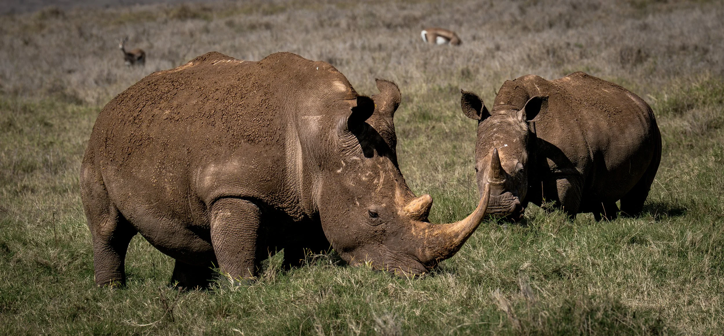White Rhino or square-lipped rhino (Ceratotherium simum), Lewa Conservancy