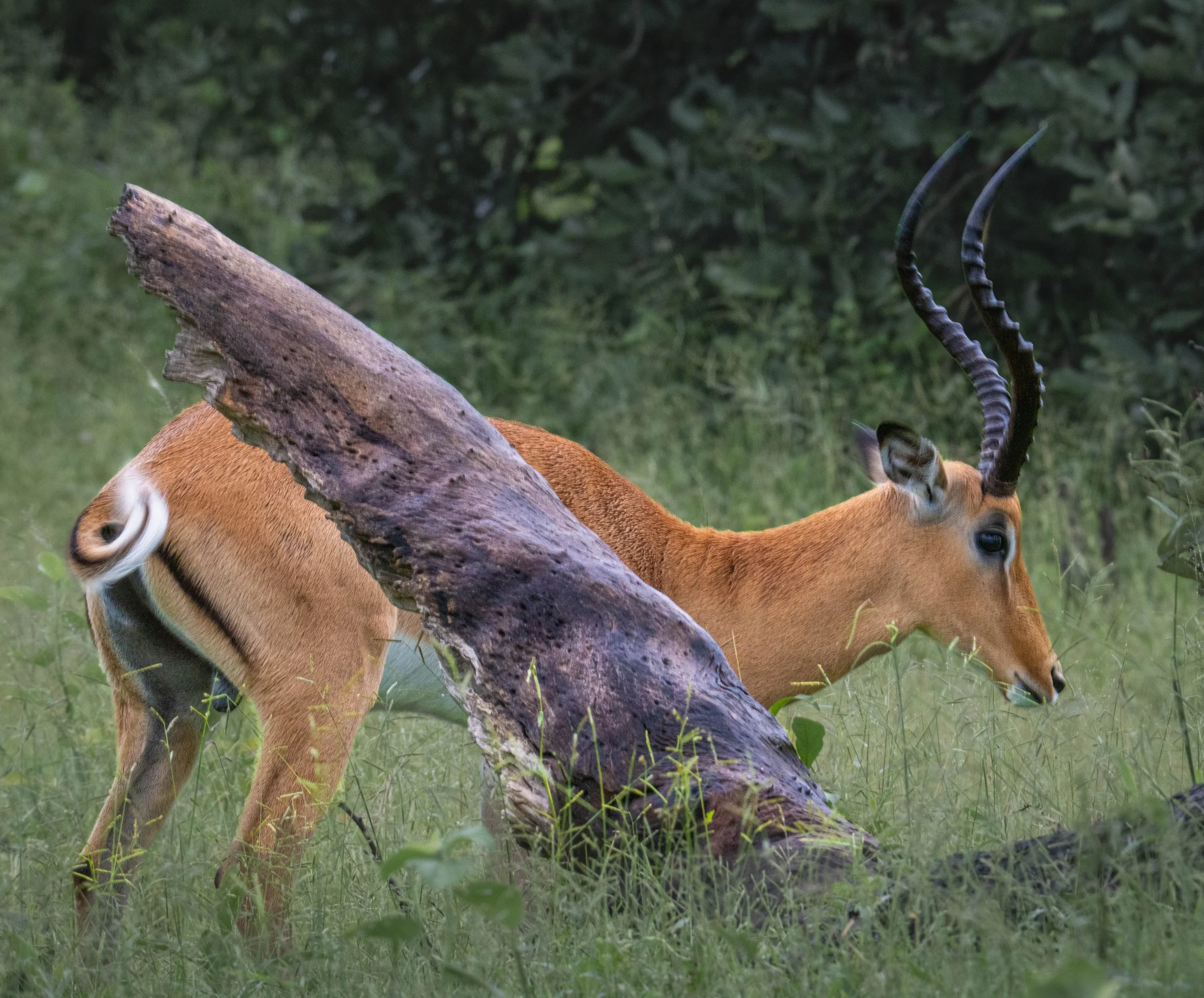 Male Impala, Okavango Delta