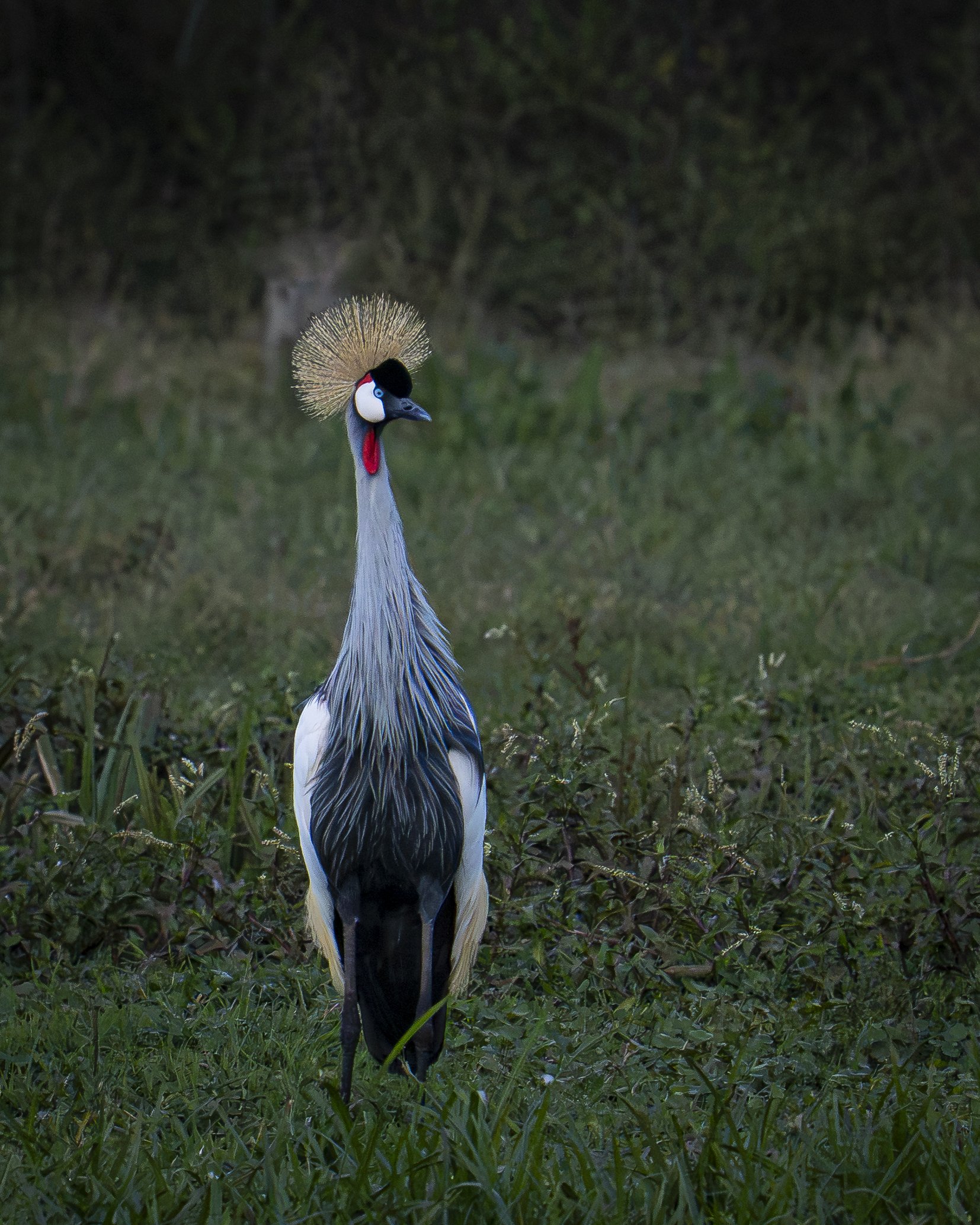 
Grey crowned crane (Balearica regulorum) Kenya