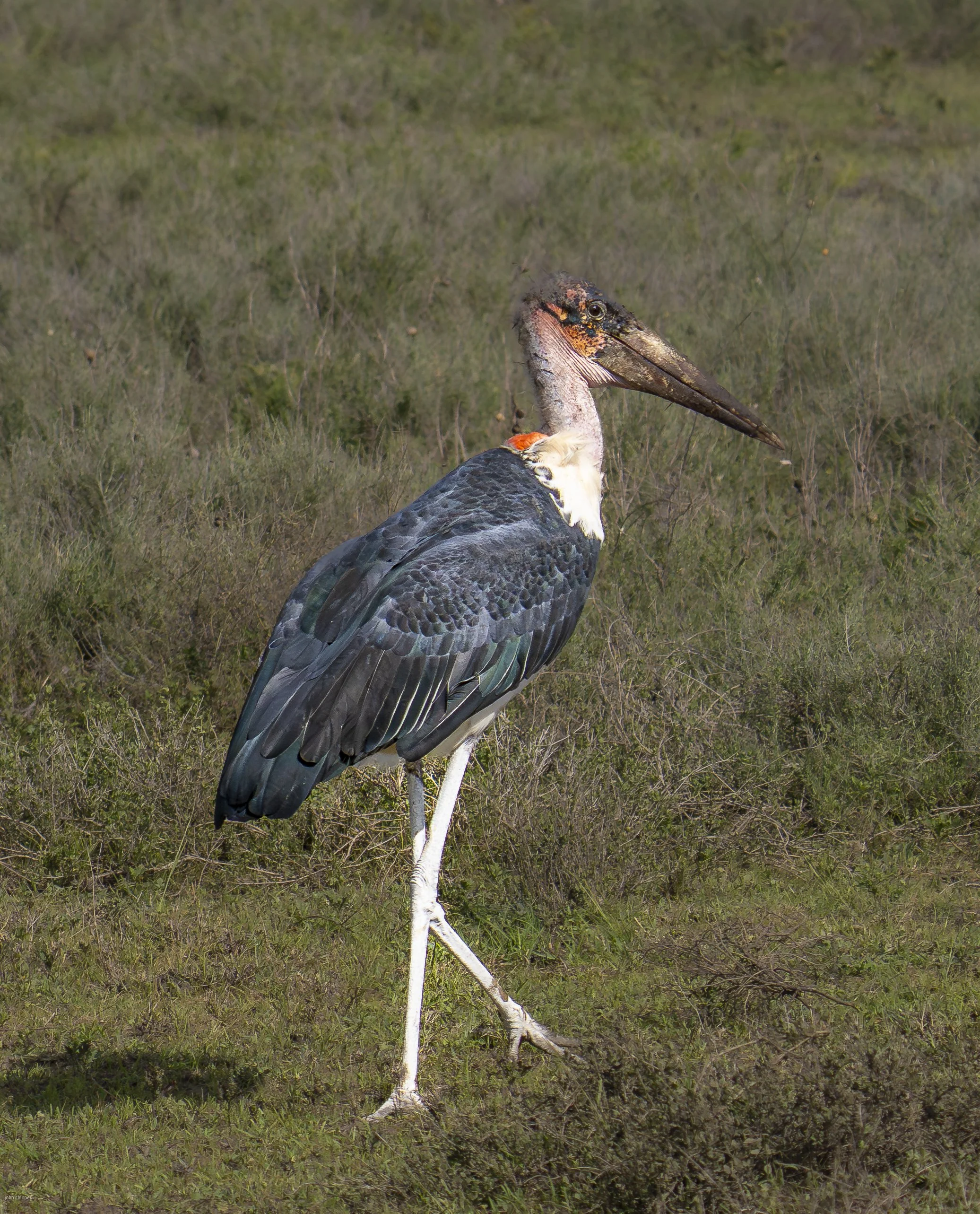 Mariboo Stork (Leptoptilos crumenifer) , Tanzania
