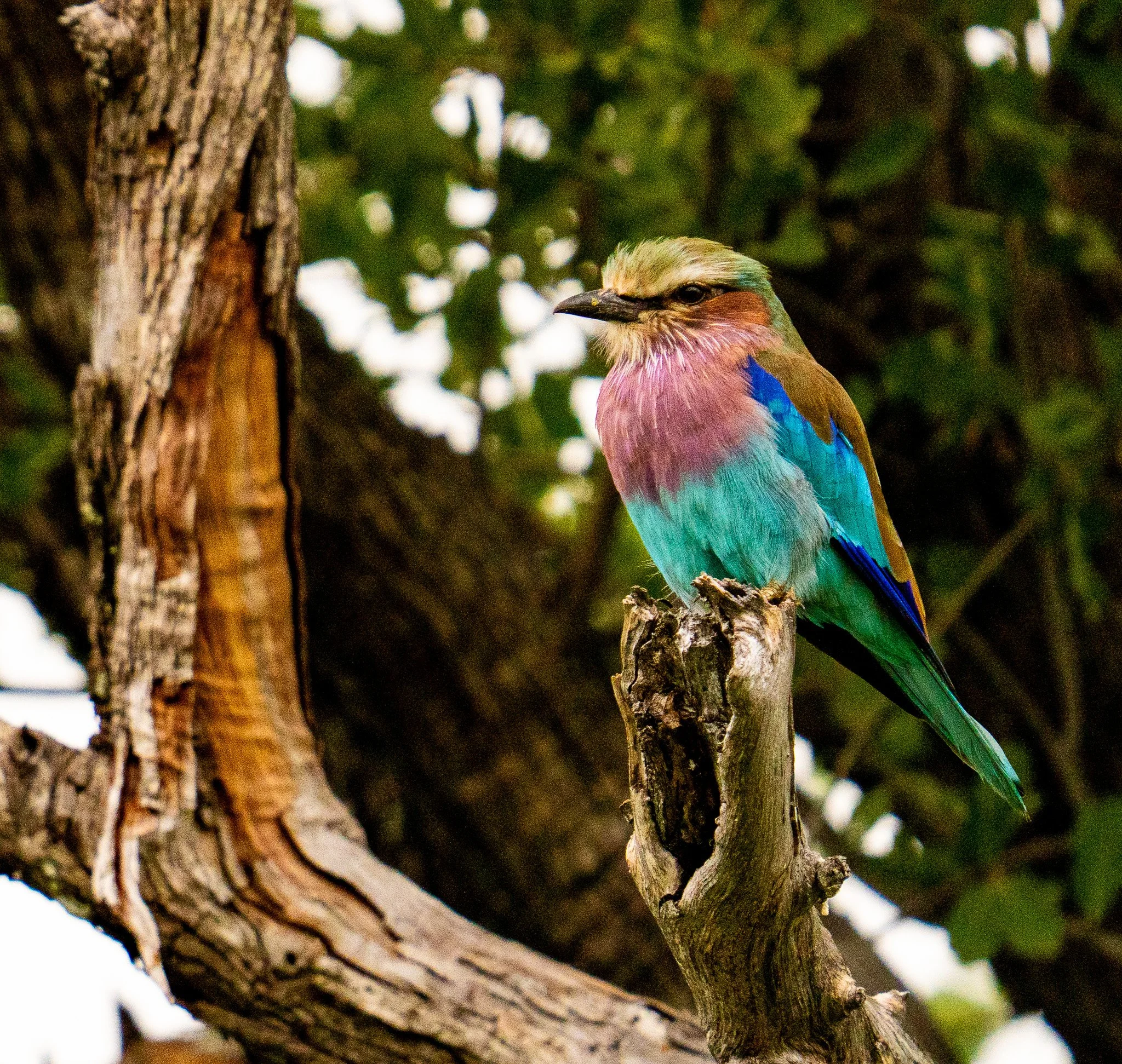 Lilac-breasted Roller
Coracias caudatus
Botswana