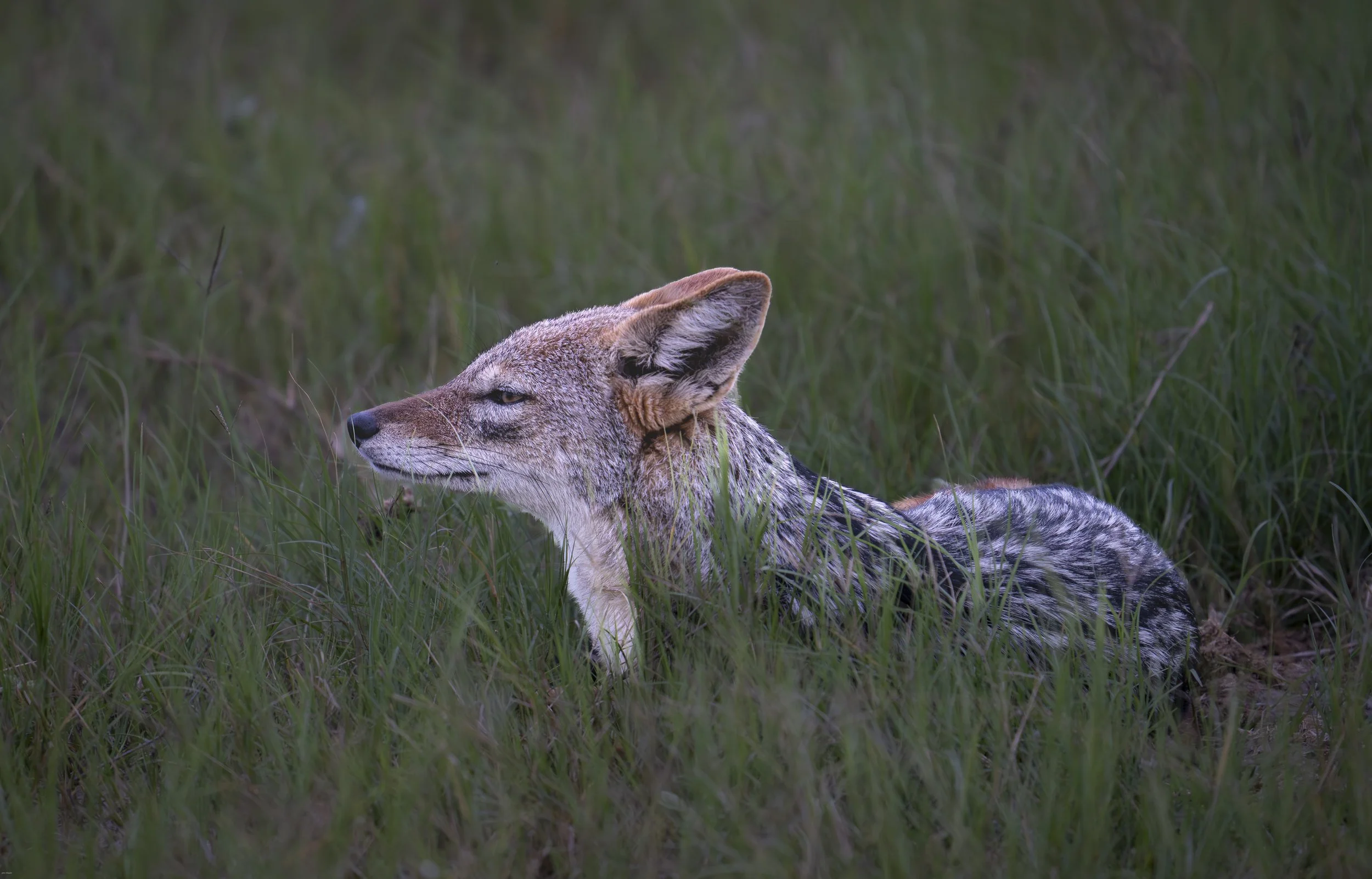 Jackal, Botswana