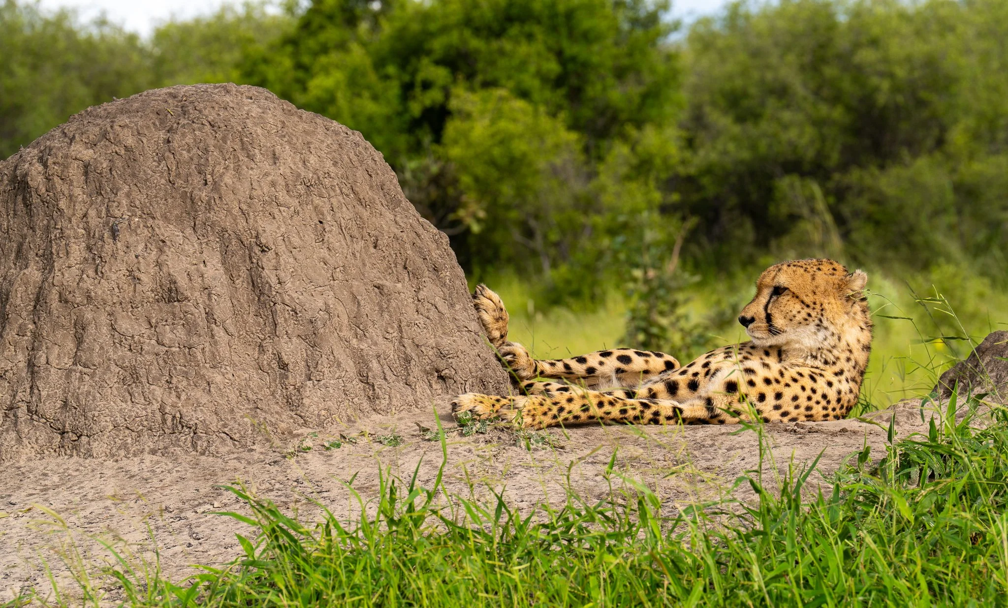 Reclining Cheetah, Botswana